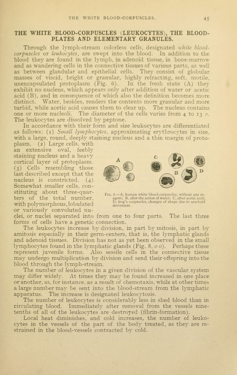 THE WHITE BLOOD-CORPUSCLES (LEUKOCYTES), THE BLOOD- PLATES AND ELEMENTARY GRANULES. Through the lymph-stream colorless cells, designated white blood- corpuscles or leukocytes, are swept into the blood. In addition to the blood they are found in the lymph, in adenoid tissue, in bone-marrow and as wandering cells in the connective tissues of various parts, as well as betw^een glandular and epithelial cells. They consist of globular masses of viscid, bright or granular, highly refracting, soft, motile, unencapsulated protoplasm (Fig. 6). In the fresh state (A) they exhibit no nucleus, which appears only after addition of water or acetic acid (B), and in consequence of which also the definition becomes more distinct. Water, besides, renders the contents more granular and more turbid, while acetic acid causes them to clear up. The nucleus contains one or more nucleoli. The diameter of the cells varies from 4 to 13 //. The leukocytes are dissolved by peptone. In accordance with their form and size leukocytes are differentiated as follow's: (i) Small lymphocytes, approximating erythrocytes in size, with a large, round, deeply staining nucleus and a thin margin of proto- plasm. (2) Large cells, with an extensive oval, feebly staining nucleus and a heavy cortical layer of protoplasm. (3) Cells resembling those last described except that the nucleus is constricted. (4) Somewhat smaller cells, con- stituting about three-quar- ters of the total number, with polymorphous, lobulated or variously convoluted nu- clei, or nuclei separated into from one to four parts. forms of cells have a genetic connection. The leukocytes increase by division, in part by mitosis, in part by amitosis especially in their germ-centers, that is, the lymphatic glands and adenoid tissues. Division has not as yet been observed in the small lymphocytes found in the lymphatic glands (Fig. 8, o 0). Perhaps these represent juvenile forms. Also sessile cells in the connective tissue may undergo multiplication by division and send their offspring into the blood through the lymph-stream. The number of leukocytes in a given division of the vascular system may differ widely. At times they may be found increased in one place or another, as, for instance, as a result of chemotaxis, while at other timcb a large number may be sent into the blood-stream from the lymphatic apparatus. The increase is designated leukocytosis. The number of leukocytes is considerably less in shed blood than in circulating blood. Immediately after removal from the vessels nine- tenths of all of the leukocytes are destroyed (fibrin-formation). Local heat diminishes, and cold increases, the number of leuko- cytes in the vessels of the part of the body treated, as they are re- strained in the blood-vessels contracted bv cold. Fig. 6.—A, human white blood-corpuscles, without any re- agent; B, after the action of water; C, after acetic acid; D, frog's corpuscles, changes of shape due to ameboid movement. The last three