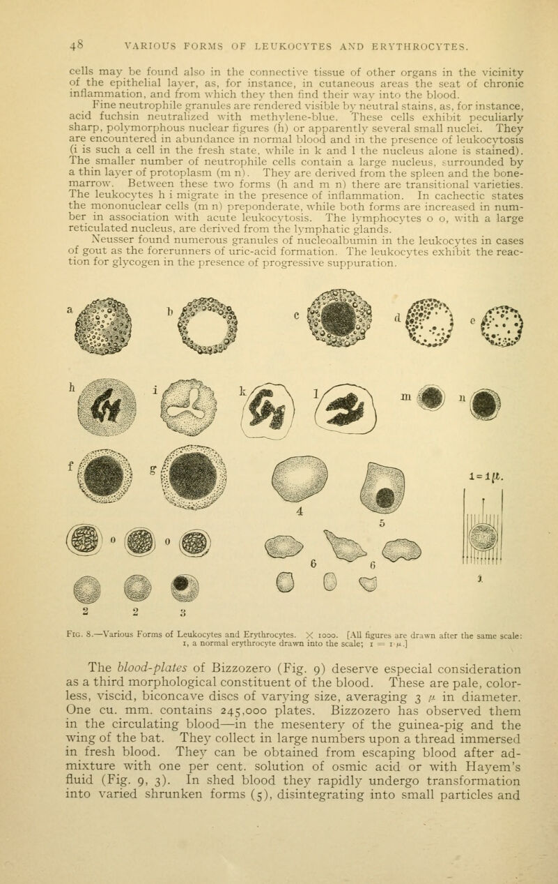 cells may be found also in the connective tissue of other organs in the vicinity of the epithelial layer, as, for instance, in cutaneous areas the seat of chronic inflarnmation, and from which they then find their way into the blood. Fine neutrophile granules are rendered visible by neutral stains, as, for instance, acid fuchsin neutralized with methylene-blue. These cells exhibit peculiarly sharp, polymorphous nuclear figures (h) or apparently several small nuclei. They are encountered in abundance in normal blood and in the presence of leukocytosis (i is such a cell in the fresh state, while in k and 1 the nucleus alone is stained). The smaller number of neutrophile cells contain a large nucleus, .surrounded by a thin layer of protoplasm (m n). They are derived from the spleen and the bone- marrow. Between these two forms (h and m n) there are transitional varieties. The leukocytes h i migrate in the presence of inflammation. In cachectic states the mononuclear cells (m n) preponderate, while both forms are increased in num- ber in association with acute leukocytosis. The h'mphocytes o o, with a large reticulated nucleus, are derived from the l^'mphatic glands. Neusser found numeroiis granules of nucleoalbumin in the leukocytes in cases of gout as the forerunners of uric-acid formation. The leukocytes exhibit the reac- tion for glycogen in the presence of progressive suppuration. '^ i=i;^. Fig. 8.—Various Forms of Leukocytes and Erythrocytes. X looo. [.\11 figures are dr;i\va after the same scale: I, a normal erythrocyte drawn into the scale; i = i /a.] The blood-plates of Bizzozero (Fig. 9) deserve especial consideration as a third morphological constituent of the blood. These are pale, color- less, viscid, biconcave discs of varying size, averaging 3 /j. in diameter. One cu. mm. contains 245,000 plates. Bizzozero has observed them in the circulating blood—in the mesentery of the guinea-pig and the wing of the bat. They collect in large numbers upon a thread immersed in fresh blood. They can be obtained from escaping blood after ad- mixture with one per cent, solution of osmic acid or with Hayem's fluid (Fig. 9, 3). In shed blood they rapidly undergo transformation into varied shrunken forms (5), disintegrating into small particles and