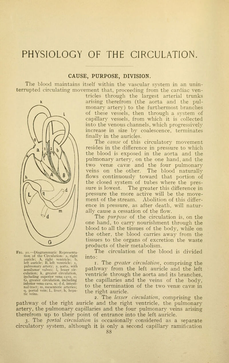 PHYSIOLOGY OF THE CIRCULATION. CAUSE, PURPOSE, DIVISION. The blood maintains itself within the vascular system in an unin- terrupted circulating movement that, proceeding from the cardiac ven- tricles through the largest arterial trunks arising therefrom (the aorta and the pul- monary artery) to the furthermost branches of these vessels, then through a system of capillary vessels, from which it is collected into the venous channels, which progressively increase in size by coalescence, terminates finally in the auricles. The cause of this circulatory movement resides in the difference in pressure to which the blood is exposed in the aorta and the pulmonary artery, on the one hand, and the two venag cavae and the four pulmonary veins on the other. The blood naturally flows continuously toward that portion of the closed system of tubes where the pres- sure is lowest. The greater this difference in pressure the more active will be the move- ment of the stream. Abolition of this differ- ence in pressure, as after death, will natur- ally cause a cessation of the flow. The purpose of the circulation is, on the one hand, to carry nourishment through the blood to all the tissues of the body, while on the other, the blood carries away from the tissues to the organs of excretion the waste products of their metabolism. The circulation of the blood is divided into: 1. The greater circtilatiou, comprising the pathway from the left auricle and the left ventricle through the aorta and its branches, the capillaries and the veins of the body, to the termination of the two venae cavae in the right auricle. 2. The lesser circulation, comprising the pathway of the right auricle and the right ventricle, the pulmonary artery, the pulmonary capillaries and the four pulmonar}^ veins arising therefrom up to their point of entrance into the left auricle. 3. The portal circulation is occasionally considered as a separate circulatory system, although it is only a second capillary ramification Fig. 21.—Diagrammatic Representa- tion of the Circulation: a, riglit auricle; \, right ventricle; b, left auricle; B, left ventricle; i, pulmonary artery; 2, aorta, with semilunar valves; 1, lesser cir- culation; k, greater circulation, including superior vena cava, o; G, greater circulation, including inferior vena cava, u; d d, intesti- nal tract; m, mesenteric arteries; q, portal vein; L, liver; h, hepa- tic veins.