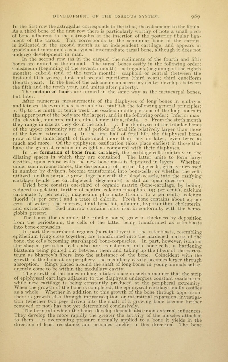 In the first row the astragalus corresponds to the tibia, the calcaneum to the fibula. As a third bone of the first row there is particularly worthy of note a small piece of bone adherent to the astra<,^alus at the insertion of the posterior fibular liga- ment of the tarsus. This corresponds to the semilunar bone of the carpus, is indicated in the second month as an independent cartilage, and appears in urodela and marsupials as a typical intermediate tarsal Ijone, although it does not undergo development in man. In the second row (as in the carpus) the rudiments of the fourth and fifth bones are united as the cuboid. The tarsal bones ossify in the following order: Calcaneum (beginning of the seventh month): astragalus (beginning of the eighth month); cuboid (end of the tenth month); scaphoid or central (between the first and fifth years); first and second cuneiform (third year); third cuneiform (fourth year). In the heel of the calcaneum an accessory center develops between the lifth and the tenth year, and unites after puberty. The metatarsal bones are formed in the same way as the metacarpal bones, but later. After numerous measurements of the diaphyses of long bones in embryos and fetuses, the writer has been able to establish the following general principles: I. Up to the ninth or tenth week the ossified middle portions of the long bones in the upper part of the body are the largest, and in the following order: Inferior max- illa, clavicle, humerus, radius, ulna, femur, tibia, fibula. 2. From the sixth month they range in size as they do in the adult. 3. The diaphyses of the tubular bones of the upper extremity are at all periods of fetal life relatively larger than those of the lower extremity. 4. In the first half of fetal life, the diaphyseal bones grow in the same length of time much more than they do later; even twice as much and more. Of the epiphyses, ossification takes place earliest in those that have the greatest relation in weight as compared with their diaphyses. In the formation of bone from cartilage, the cartilage-cells multiply in the dilating spaces in which they are contained. The latter unite to form large cavities, upon whose walls the new bone-mass is deposited in layers. Whether, under such circumstances, the descendants of the cartilage-cells, greatly increased in number by division, become transfonned into bone-cells, or whether the cells utilized for this purpose grow, together with the blood-vessels, into the ossifying cartilage (while the cartilage-cells degenerate) is still an open question. Dried bone consists one-third of organic matrix (bone-cartilage, bv boiling reduced to gelatin), further of neutral calcium phosphate (57 per cent.), calcium carbonate (7 per cent.), magnesium phosphate (fi^om i to 2 per cent.), calcium fluorid (i per cent.) and a trace of chlorin. Fresh bone contains about 23 per cent, of water; the marrow, fluid bone-fat, albumin, hypoxanthin, cholesterin, and extractives. Red marrow contains more iron in conformity with the hemo- globin present. The bones (for example, the tubular bones) grow in thickness by deposition from the periosteum, the cells of the latter being transformed as osteoblasts into bone-corpuscles. In part the peripheral regions (parietal layer) of the osteoblasts, resembling epithelium lying close together, are transformed into the hardened matrix of the bone, the cells becoming star-shaped bone-corpuscles. In part, however, isolated star-shaped periosteal cells also are transformed into bone-cells, a hardening blastema being poured out between them and taking up the fibers of the perios- teum as Sharpey's fibers into the substance of the bone. Coincident with the growth of the bone at its periphery, the medullary cavity becomes larger through absorption. Rings placed around the shaft of long bones in young animals subse- quently come to be within the medullary cavity. The growth of the bones in length takes place in such a manner that the strip of epiphyseal cartilage adjacent to the diaphysis undergoes constant ossification, while new cartilage is being constantly produced at the peripheral extremity. When the growth of the bone is completed, the epiphyseal cartilage finally ossifies as a whole. Whether in addition to this growth of the bone through apposition, there is growth also through intussusception or interstitial expansion, investiga- tion (whether two pegs driven into the shaft of a growing bone become further removed or not) has not yet determined conclusively. The form into which the bones develop depends also upon external influences. They develop the more rapidly the greater the activity of the muscles attached to them. In overcoming pressure normally applied to a bone it jaelds in the direction of least resistance, and becomes thicker in this direction. The bone