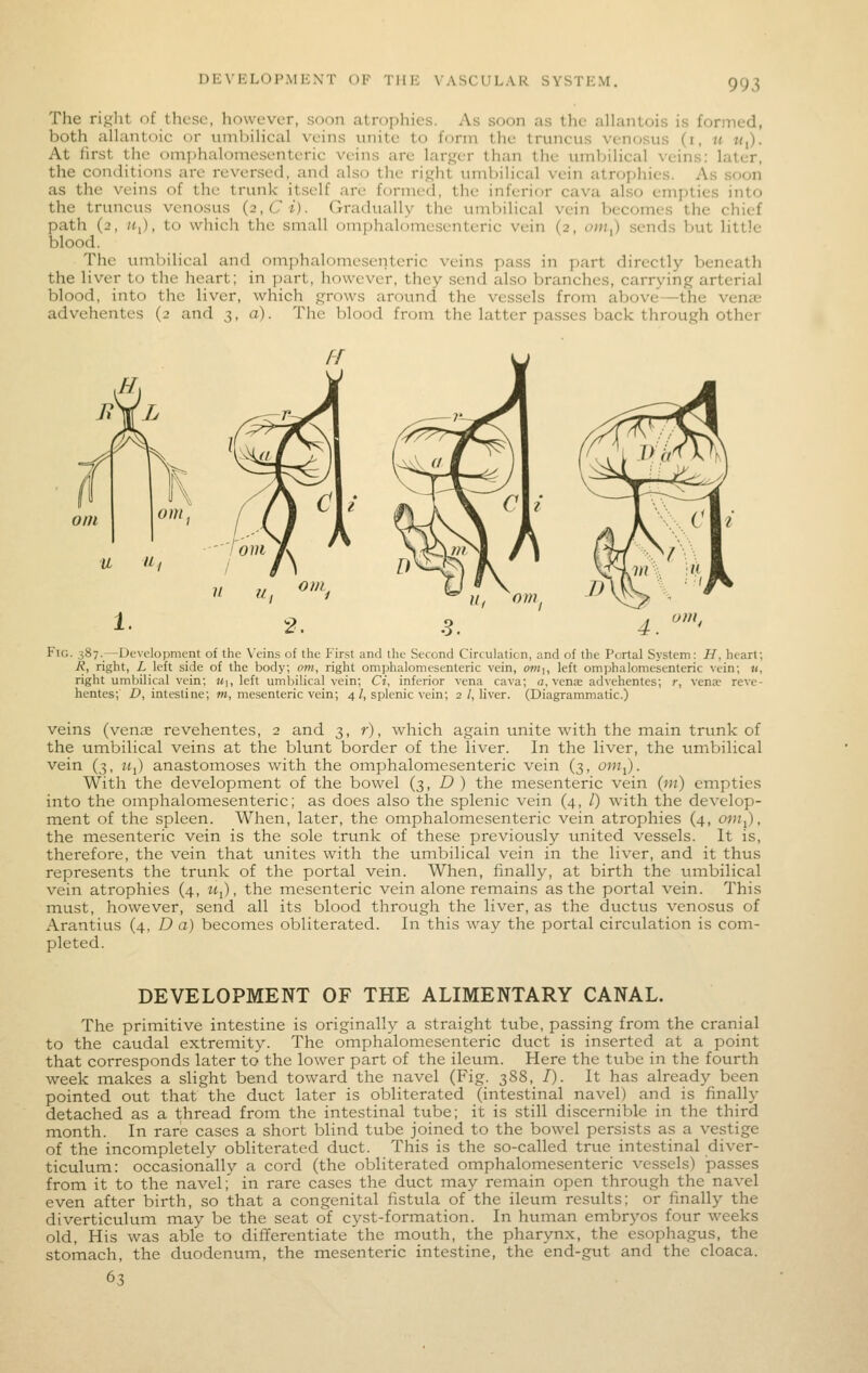 The ri.uht of these, however, soon atrophies. As soon as the allantois is formed, both alhmtoic or umliiHcal veins unite to form the truncus venosus (i, ti t<,). At first the omphahjmesenteric veins are larger than the umljilical veins: later, the conditions are reversed, and also the right tmibiHcal vein atrophies. As soon as the veins of the trunk itself arc formed, the inferior cava also empties into the truncus venosus (2,Ci). Gradually the umbilical vein becomes the chief path (2, III), to which the small omphalomesenteric vein (2, oitti) sends but little blood. The umbilical and omphalomesenteric veins pass in part directly beneath the liver to the heart; in part, however, they send also branches, carrying arterial blood, into the liver, which grows around the vessels from above—the vena; advchentes (2 and 3, a). The blood from the latter passes back through other 0/n Fig. 387.—Development of the Veins of the First and the Second Circulation, and of the Portal System: H, heart; R, right, i left side of the body, om, right omphalomesenteric vein, om\, left omphalomesenteric vein; u, right umbilical vein; U\, left umbilical vein; Ci, inferior vena cava; a, venK advehentes; r, venae reve- hentes; D, intestine; m, mesenteric vein; 4/, splenic vein; 2/, liver. (Diagrammatic.) veins (venae revehentes, 2 and 3, r), which again unite with the main trtmk of the umbilical veins at the blunt border of the liver. In the liver, the umbilical vein (3, «i) anastomoses with the omphalomesenteric vein (3, oWj). With the development of the bowel (3, Z? ) the mesenteric vein (in) empties into the omphalomesenteric; as does also the splenic vein (4, /) with the develop- ment of the spleen. When, later, the omphalomesenteric vein atrophies (4, onij), the mesenteric vein is the sole trunk of these previously united vessels. It is, therefore, the vein that unites with the umbilical vein in the liver, and it thus represents the trunk of the portal vein. When, finally, at birth the ttmbilical vein atrophies (4, Mi), the mesenteric vein alone remains as the portal vein. This must, however, send all its blood through the liver, as the ductus venosus of Arantius (4, D a) becomes obliterated. In this way the portal circulation is com- pleted. DEVELOPMENT OF THE ALIMENTARY CANAL. The primitive intestine is originally a straight tube, passing from the cranial to the caudal extremity. The omphalomesenteric duct is inserted at a point that corresponds later to the lower part of the ileum. Here the tube in the fourth week makes a slight bend toward the navel (Fig. 388, /). It has already been pointed out that the duct later is obliterated (intestinal navel) and is finally detached as a thread from the intestinal tube; it is still discernible in the third month. In rare cases a short blind tube joined to the bowel persists as a vestige of the incompletely obliterated duct. This is the so-called true intestinal diver- ticulum: occasionalh'- a cord (the obliterated omphalomesenteric vessels) passes from it to the navel;' in rare cases the duct may reinain open through the navel even after birth, so that a congenital fistula of the ileum results; or finally the diverticulum may be the seat of cyst-formation. In human embryos four weeks old. His was able to differentiate the mouth, the pharynx, the esophagus, the stomach, the duodenum, the mesenteric intestine, the end-gut and the cloaca. 63