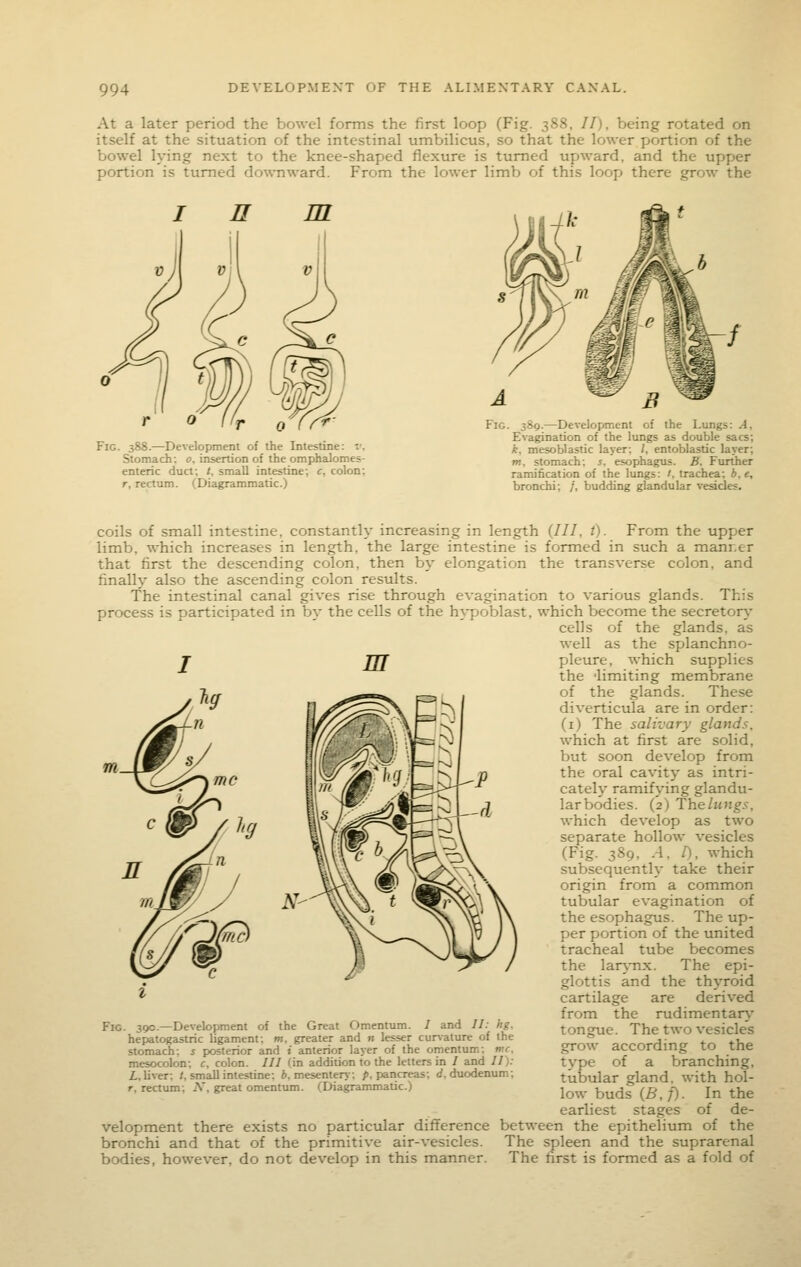 At a later period the bowel forms the first loop (Fig. 388, //), being rotated on itself at the situation of the intestinal umbilicus, so that the lower portion of the bowel lying next to the knee-shaped flexure is turned upward, and the upper portion is turned downward. From the lower limb of this loop there grow the n m Fig. 388.—Development of the Intestine: v. Stomach: o, insertion of the omphalomes- enteric duct; /, small intestine; c, colon; r, rectum. (Diagrammatic.) Fig. 389.—Development of the Lungs: A, Evagination of the Itmgs as double sacs; k, mesoblastic layer: /, entoblastic layer; »i, stomach; j, esophagus. B. Further ramification of the lungs: /, trachea; i, e, bronchi; /, budding glandular vesicles. m coils of small intestine, constantly increasing in length (///, t). From the upper limb, which increases in length, the large intestine is formed in such a manner that first the descending colon, then by elongation the transverse colon, and finally also the ascending colon restdts. The intestinal canal gives rise through evagination to various glands. This process is participated in by the cells of the hypoblast, which become the secretor\' cells of the glands, as well as the splanchno- pleure, which supplies the 'limiting membrane of the glands. These diverticula are in order: (i) The salivary glands, which at first are solid, but soon develop from the oral cavity as intri- cateh- ramifying glandu- lar bodies. (2) Thelungs, which develop as two separate hollow vesicles (Fig. 389, .4. /), which subsequently take their origin from a common tubular evagination of the esophagus. The up- per portion of the united tracheal tube becomes the lan,Tix. The epi- glottis and the thyroid cartilage are derived from the rudimentary tongue. The two vesicles grow according to the type of a branching, tubular gland, with hol- low buds iB,f). In the earliest stages of de- velopment there exists no particular difference between the epithelium of the bronchi and that of the primitive air-vesicles. The spleen and the suprarenal bodies, however, do not develop in this manner. The first is formed as a fold of Fig. 390.—Development of the Great Omentum. / and //: hg. hepatogastric ligament: m. greater and n lesser cur\ature of the stomach: i posterior and i anterior layer of the omentum: ntc. mesocolon; c, colon. /// (in addition to the letters in / and 11): L. liver; /, small intestine: i, mesentery: />, pancreas; rf. duodenum; r, rectum: jV, great omentum. (Diagrammatic.)