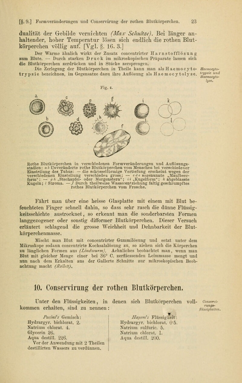 dualität der Gebilde vernichten (Max Schnitze). Bei länger an- haltender, hoher Temperatur lösen sich endlich die rothen Blut- körperchen völlig auf. [Vgl. §. 16. 3.] Der Wärme ähnlich wirkt der Zusatz concentrirter Harnstofflösung zum Blute. — Durch starken Druck im mikroskopischen Präparate lassen sich die Blutkörperchen zerdrücken und in Stücke zersprengen. Die Zerlegung der Blutkörperchen in Theile kann man als Haerno cy to- trypsie bezeichnen, im Gegensatze dazu ihre Auflösung als Hae mocy toly se. Fig. 4. Baemocyto- trypsie und üaemocyto- lyse. Kothe Blutkörperchen in verschiedenen Formveränderungen und Auflösungs- stadien: ab Unveränderte rothe Blutkörperchen vom Menschen bei verschiedener Einsteilung des Tubus: — die schüsselformige VertiefUDg erscheint wegen der verschiedenen Einstellung verschieden gross; — c d e sosenannte „Maulbeer- form; — g h „Stechapfel- oder Morgenstern; i i „Kugelform; k abgeblasste Kugeln; l Stroma. —/ Durch theilweise Wasseientziehung faltig geschrumpftes rothes Blutkörperchen vom Frosche. Fährt man über eine heisse Glasplatte mit einem mit Blut be- feuchteten Finger schnell dahin, so dass sehr rasch die dünne Flüssig- keitsschichte austrocknet, so erkennt man die sonderbarsten Formen langgezogener oder sonstig difformer Blutkörperchen. Dieser Versuch erläutert schlagend die grosse Weichheit und Dehnbarkeit der Blut- körperchenmasse. Mischt man Blut mit concentrirter Gummilösung und setzt unter dem Mikroskope sodann concentrirte Kochsalzlösung zu, so ziehen sich die Körperchen zu länglichen Formen aus (Lindwurm). Aehnliches beobachtet man, wenn man Blut mit gleicher Menge einer bei 36° C. zerfliessenden Leimmasse mengt und nun nach dem Erkalten aus der Gallerte Schnitte zur mikroskopischen Beob- achtung macht (Rollt tt). 10. Conservirnng der rothen Blutkörperchen. Unter den Flüssigkeiten, in denen sich Blutkörperchen voll- Consen-i- kommen erhalten, sind zu nennen Patini's Gemisch: Hydrargyr. bicblorat. 2. Natrium chlorat. 4. Glycerin 26. Aqua destill. 22ß. Vor der Anwendung mit 2 Theilen destillirten Wassers zu verdünnen. Hayem's Flüssigkeit: Hydrargyr. bicblorat. 0'5. Natrium sullüric. 5. Natrium chlorat. 1. Aqua destill. 200. rungs- jliistigkeiten.