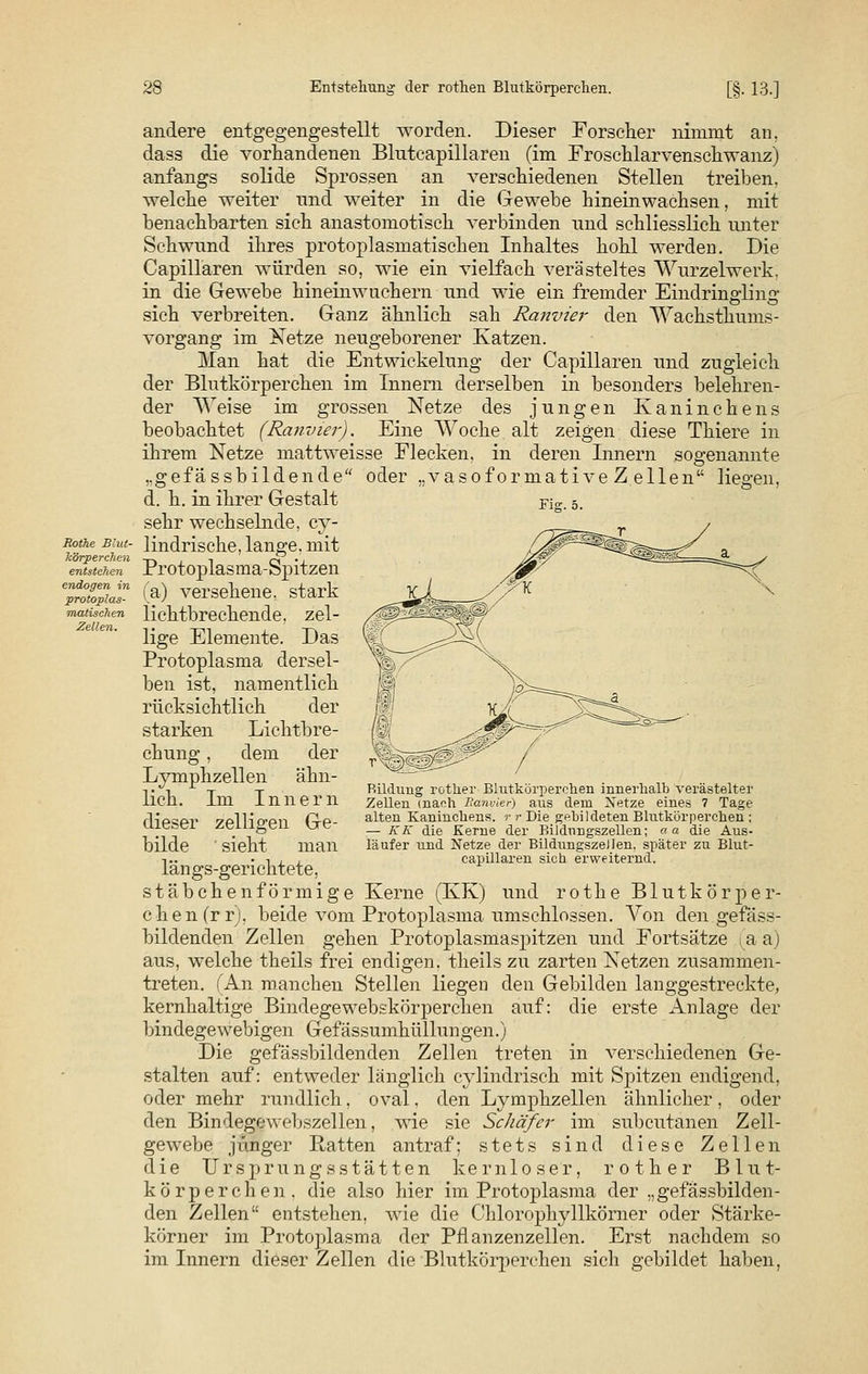 Rothe Blut- körperchen entstehen endogen in protoplas- matischen Zellen. Vorgang im Man andere entgegengestellt worden. Dieser Forscher nimmt an. dass die vorhandenen Blutcapillaren (im Froschlarvenschwanz) anfangs solide Sprossen an verschiedenen Stellen treiben, welche weiter und weiter in die Gewebe hineinwachsen, mit benachbarten sich anastomotisch verbinden nnd schliesslich unter Schwund ihres protoplasmatischen Inhaltes hohl werden. Die Capillaren würden so, wie ein vielfach verästeltes Wurzelwerk, in die Gewebe hineinwuchern und wie ein fremder Eindringling sich verbreiten. Ganz ähnlich sah Ranvier den Wachsthums- Netze neugeborener Katzen, hat die Entwicklung der Capillaren und zugleich der Blutkörperchen im Innern derselben in besonders belehren- der Weise im grossen Netze des jungen Kaninchens beobachtet (Ranvier). Eine Woche alt zeigen diese Thiere in ihrem Netze mattweisse Flecken, in deren Innern sogenannte ,.gefässbildende oder „vasoformative Z eilen liegen, d. h. in ihrer Gestalt Fig. 5. sehr wechselnde, cy- lindrische, lange, mit Protoplasma-Spitzen (a) versehene, stark lichtbrechende, zel- lige Elemente. Das Protoplasma dersel- ben ist, namentlich rücksichtlich der starken Lichtbre- chung , dem der Lymphzellen ähn- lich. Im Innern dieser zelligen Ge- bilde sieht man längs-gerichtete, stäbchenförmige Kerne (KK) und rothe Blutkörper- chen(rr), beide vom Protoplasma umschlossen. Von den gefäss- bildenden Zellen gehen Protoplasmaspitzen und Fortsätze (a a) aus, welche theils frei endigen, theils zu zarten Netzen zusammen- treten, f An manchen Stellen liegen den Gebilden langgestreckte, kernhaltige Bindegewebskörperchen auf: die erste Anlage der bindegewebigen Gefässumhüllungen.) Die gefässbildenden Zellen treten in verschiedenen Ge- stalten auf: entweder länglich cylindrisch mit Spitzen endigend, oder mehr rundlich, oval, den Lymphzellen ähnlicher, oder den Bindegewebszellen, wie sie Schäfer im subcutanen Zell- gewebe jünger Ratten antraf; stets sind diese Zellen die Ursprungsstätten kernloser, rother Blut- körperchen, die also hier im Protoplasma der „gefässbilden- den Zellen entstehen, wie die Chlorophyllkörner oder Stärke- körner im Protoplasma der Pflanzenzellen. Erst nachdem so im Innern dieser Zellen die Blutkörperchen sich gebildet haben, Bildung rother Blutkörperchen innerhalb verästelter Zellen (nach Banvier) aus dem Netze eines 7 Tage alten Kaninchens, r r Die gebildeten Blutkörperchen ; ■— KK die Kerne der Bildnngszellen; aa die Aus- läufer und Netze der Bildungszellen, später zu Blut- capillaren sich erweiternd.