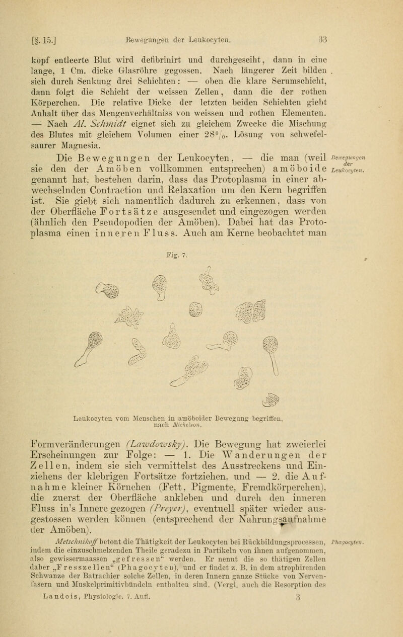 köpf entleerte Blut wird defibrinirt und durchgeseiht, dann in eine lange, 1 Cm. dicke Glasröhre gegossen. Nach Längerer Zeit bilden . sich durch .Senkung drei Schichten: — oben die klare Serumschicht, dann folgt die Schicht der weissen Zellen, dann die der rothen Körperchen. Die relative Dicke der letzten beiden Schichten giebt Anhalt über das Mengenverlniltniss von weissen und rothen Elementen. — Nach AI. Schmidt eignet sich zu gleichem Zwecke die Mischung des Blutes mit gleichem Volumen einer 28%. Lösung von schwefel- saurer Magnesia. Die Bewegungen der Leukocyten, — die man (weil Bewegungen sie den der Arno b e n vollkommen entsprechen) amöboide Leukocyten. genannt hat. bestehen darin, dass das Protoplasma in einer ab- wechselnden Contraction und Relaxation um den Kern begriffen ist. Sie giebt sich namentlich dadurch zu erkennen, dass von der Oberfläche Fortsätze ausgesendet und eingezogen werden (ähnlich den Pseudopodien der Amöben). Dabei hat das Proto- plasma einen inneren Fluss. Auch am Kerne beobachtet man Fig. 7. Leukocyten vom Menschen iu amöboider Bewegung begriffen, nach Michelson. Formveränderungen (Lazvdozvsky). Die Bewegung hat zweierlei Erscheinungen zur Folge: — 1. Die Wanderungen der Zellen, indem sie sicli vermittelst des Ausstreckens und Ein- ziehens der klebrigen Fortsätze fortziehen, und — 2. die A u f- n ah nie kleiner Körnchen (Fett, Pigmente. Fremdkörperchen), die zuerst der Oberfläche ankleben und durch den inneren Fluss ins Innere gezogen (Preyer), eventuell später wieder aus- gestossen werden können (entsprechend der NahruEgsaufnahme der Amöben). Metschnikoff betont die Thätigkeit der Leukocyten bei Rückbildungsprocessen, Phago indem die einzuschmelzenden Theile geradezu in Partikeln von ihnen aufgenommen, also gewissermaassen „gefressen werden. Er nennt die so thiitigen Zellen dalier ,,F resszellen' (Phagocy t e u). und er rindet z. B. in dem atrophirenden Schwänze der Batrachier solche Zellen, in deren Innern ganze Stücke von Nerven- rasern und Muskelprimitivbündebn enthalteu sind. (Vergl. auch die Resorption des Landois, Physiologie. 7. Aufl. 3