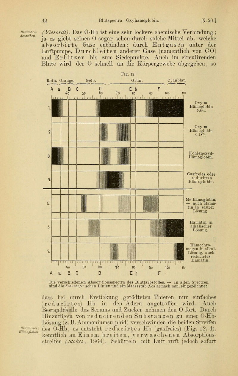 Eeduction (Vierordt). Das O-Hb ist eine sehr lockere chemische Verbindung; ja es giebt seinen 0 sogar schon durch solche Mittel ab, welche absorbirte Gase entbinden: durch Entgasen unter der Luftpumpe. Durchleiten anderer Gase (namentlich von CO) und Erhitzen bis zum Siede jmnkte. Auch im circulirenden Blute wird der 0 schnell an die Körpergewebe abgegeben, so Koth. Orange. Gelb. A a B C 4o 50 Fig. 12. Grün. Cyanblan E b F 70 80 00 100 110 M I I I I I II I II ' ' I II I M 1 I II 'I 1 I I ll 11 ' ' | Oxy = Hämoglobin 0,8% Oxy = Hämoglobin 0,18% Kohlenoxyd- Hämoglobin. Gasfreies oder redueirt« s Hämoglobin. Methämoglobin, — auch Häma- tin in saurer Lösung. Hämatin in alkalischer Lösung. Hämochro- mogen iu alkal. Lösung, auch reducirtes um nun iimiii|ii i iiiiiiiinjiniiii |i 11 ii i;!,],,.,! Hämatin. 4o 5o 60 70 80 C)o 100 A a B C D Et) F Die verschiedenen Absorptionsspectra des Blutfarbstoffes. — In allen Spectren sind die Fraunhofer'sehen Linien und ein Maassstab (Scala) nach mm. eingezeichnet. Beducirtes' Hämoglobin. dass bei durch Erstickung getödteten Thieren nur einfaches (reducirtes) Hb in den Adern angetroffen wird. Auch Bestandtkeile des Serums und Zucker nehmen den O fort. Durch Hinzufügen von r e d u c i r e 11 d e n S u b s t a 11 z e n zu einer O-Hb- Lösung (z. B. Ammoniumsulphid) verschwinden die beiden Streifen des O-Hb, es entsteht reducirtes Hb (gasfreies) (Fig. 12,4), kenntlich aiiEinem breiten, verwaschenen Absorptions- streifen (Stokes, lsG4!. Schütteln mit Luft ruft jedoch sofort
