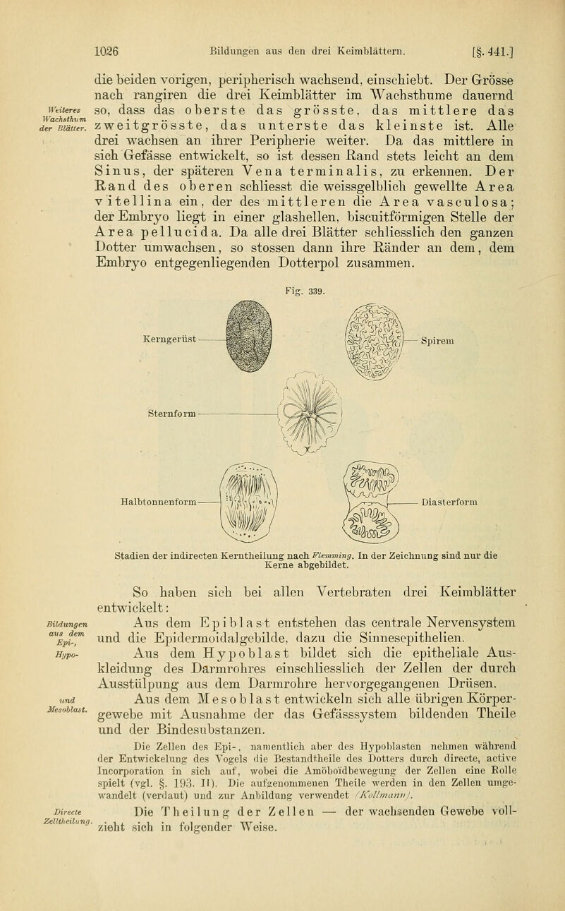 die beiden vorigen, peripherisch wachsend, einschiebt. Der Grösse nach rangiren die drei Keimblätter im Wachsthume dauernd weiteres so, dass das oberste das grösste, das mittlere das deTBiäue™. zweitgrösste, das unterste das kleinste ist. Alle drei wachsen an ihrer Peripherie weiter. Da das mittlere in sich Gefässe entwickelt, so ist dessen Rand stets leicht an dem Sinus, der späteren Vena terminalis, zu erkennen. Der Rand des oberen schliesst die weissgelblich gewellte Area v itellina ein, der des mittleren die Area vasculosa; der Embryo liegt in einer glashellen, biscuitförmigen Stelle der Area pellucida. Da alle drei Blätter schliesslich den ganzen Dotter umwachsen, so stossen dann ihre Ränder an dem, dem Embryo entgegenliegenden Dotterpol zusammen. Fig. 339. Bildungen aus dein Epi-, Hypo- und Mesoblatt. Kerngerüst — Sternform Halbtonnenform — Spirem Diasterform Directe ZelUheilung. Stadien der indireeten Kerntheilung nach Fiemming. In der Zeichnung sind nur die Kerne abgebildet. So haben sich bei allen Vertebraten drei Keimblätter entwickelt: Aus dem E p i b 1 a s t entstehen das centrale Nervensystem und die Epidermoida]gebilde, dazu die Sinnesepithelien. Aus dem Hypoblast bildet sich die epitheliale Aus- kleidung des Darmrohres einschliesslich der Zellen der durch Ausstülpung aus dem Darmrohre hervorgegangenen Drüsen. Aus dem Mesoblast entwickeln sich alle übrigen Körper- gewebe mit Ausnahme der das Gefässsystem bildenden Theile und der Bindesubstanzen. Die Zellen des Epi-, namentlich aber des Hypoblasten nehmen während der Entwickelung des Vogels die Bestandteile des Dotters durch directe, active Incorporation in sich auf, wobei die Amöboidbewegung der Zellen eine Bolle spielt (vgl. §. 193. II). Die aufgenommenen Theile werden in den Zellen umge- wandelt (verdaut) und zur Anbildung verwendet (Kollmann). Die Th eilung der Zellen — der wachsenden Gewebe voll- zieht sich in folgender Weise.