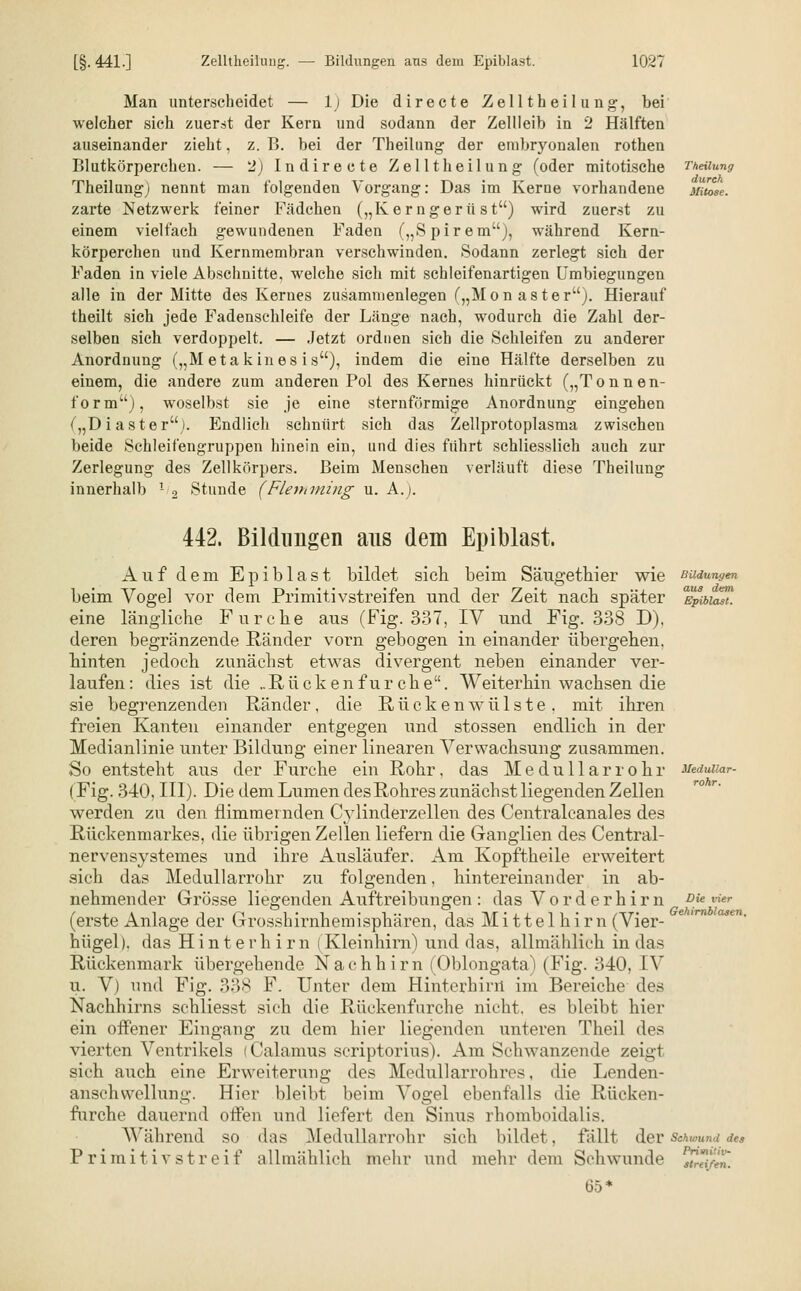 Man unterscheidet — 1) Die directe Zelltheilung, bei welcher sich zuerst der Kern und sodann der Zellleib in 2 Hälften auseinander zieht. z. B. bei der Theilung der embryonalen rothen Blutkörperchen. — 2) Indirecte Zelltheilung (oder mitotische Theilung) nennt man folgenden Vorgang: Das im Kerne vorhandene zarte Netzwerk feiner Fädchen („Kerngerüst) wird zuerst zu einem vielfach gewundenen Faden („Spirem), während Kern- körperchen und Kernmembran verschwinden. Sodann zerlegt sich der Faden in viele Abschnitte, welche sich mit schleifenartigen Umbiegungen alle in der Mitte des Kernes zusammenlegen („Mon aster). Hierauf theilt sich jede Fadenschleife der Länge nach, wodurch die Zahl der- selben sich verdoppelt. — Jetzt ordnen sich die Schleifen zu anderer Anordnung („M etakines is), indem die eine Hälfte derselben zu einem, die andere zum anderen Pol des Kernes hinrückt („Tonnen- formu), woselbst sie je eine sternförmige Anordnung eingehen („Diaster). Endlich schnürt sich das Zellprotoplasma zwischen beide Schleifengruppen hinein ein, und dies führt schliesslich auch zur Zerlegung des Zellkörpers. Beim Menschen verlauft diese Theilung innerhalb 1- 2 Stunde (Fleniming u. A.j. Theilung durch Mitose. 442. Bildungen aus dem Epiblast. Auf dem Epiblast bildet sich beim Säugethier wie beim Vogel vor dem Primitivstreifen und der Zeit nach später eine längliche Furche aus (Fig. 337, IV und Fig. 338 D), deren begrenzende Ränder vorn gebogen in einander übergehen, hinten jedoch zunächst etwas divergent neben einander ver- laufen: dies ist die ..Rücken für che. Weiterhin wachsen die sie begrenzenden Ränder, die Rücken wülste. mit ihren freien Kanten einander entgegen und stossen endlich in der Medianlinie unter Bildung einer linearen Verwachsung zusammen. So entsteht aus der Furche ein Rohr, das Medullär röhr (Fig. 340, III). Die dem Lumen des Rohres zunächst liegenden Zellen werden zu den flimmernden Cylinderzellen des Centralcanales des Rückenmarkes, die übrigen Zellen liefern die Ganglien des Central- nervensystemes und ihre Ausläufer. Am Kopftheile erweitert sich das Medullarrohr zu folgenden, hintereinander in ab- nehmender Grösse liegenden Auftreibungen : das Vorderhirn (erste Anlage der Grossbirnhemisphären, das Mittel hirn (Vier- hügel), das Hinterhirn (Kleinhirn) und das, allmählich in das Rückenmark übergehende Nachhirn (Oblongata) (Fig. 340, IV u. V) und Fig. 338 F- Unter dem Hinterhinl im Bereiche des Nachhirns schliesst sich die Rückenfurche nicht, es bleibt hier ein offener Eingang zu dem hier liegenden unteren Theil des vierten Ventrikels (Calamus scriptorius). Am Schwanzende zeigt sich auch eine Erweiterung des Medullarrohivs. die Lenden- anschvvellung. Hier bleibt beim Vogel ebenfalls die Rücken- furche dauernd offen und liefert den Sinus rhomboidalis. Während so das Medullarrohr sich bildet, fällt der Primitiv streif allmählich mehr und mehr dem Schwunde 65* Bildungen aus dem Epiblast. Medullar- rohr. Die vier Gehirnblasen. Schwund des Primi'iv- strtifen.