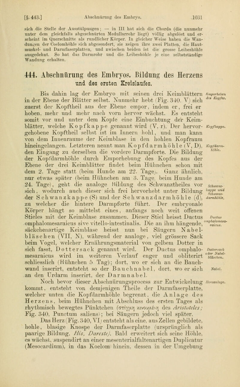 sich die Stelle der Ausstülpungen; —■ in III hat sich die Chorda (die nunmehr unter dem gleichfalls abgeschnürten Medullarrohr liegt) völlig abgelöst und er- scheint im Querschnitte als rundlicher Körper. In gleicher Weise haben die Wan- dungen der Coelomhöhle sich abgesondert, sie zeigen ihre zwei Platten, die Haut- muskel- und Darmfaserplatten, und zwischen beiden ist die grosse Leibeshöhle ausgedehnt. So hat das Darmrohr und die Leibeshöhle je eine selbstständige Wandung erhalten. 444. Abschnürung des Embryos. Bildung des Herzens und des ersten Kreislaufes. Bis daliin lag der Embryo mit seinen drei Keimblättern Emporheben in der Ebene der Blätter selbst. Nunmehr hebt (Fig. 340. Vj sich dea Kopfes' zuerst der Kopftheil aus der Ebene empor, indem er, frei er hoben, mehr und mehr nach vorn hervor wächst. Es entsteht somit vor und unter dem Kopfe eine Einbuchtung der Keim- blätter, welche Kopf kappe genannt wird (V, r). Der hervor- Kopfkappe. gehobene Kopftheil selbst ist im Innern hohl, und man kann von dem Innenraume der Keimblase in den hohlen Kopfraum hineingelangen. Letzteren nennt man Kopf darin höhle (V, D). KoP/darm- den Eingang zu derselben die vordere Darmpforte. Die Bildung der Kopfdarmhöhle durch Emporhebung des Kopfes aus der Ebene der drei Keimblätter findet beim Hühnchen schon mit dem 2. Tage statt (beim Hunde am 22. Tage;. Ganz ähnlich, nur etwas später (beim Hühnchen am 3. Tage, beim Hunde am 24. Tage), geht die analoge Bildung des Schwanztheiles vor schwänz- sich. wodurch auch dieser sich frei hervorhebt unter Bildung 1:1pPe und der Schwanzkappe (S) und der bchwanzdarmhöhle (d), darmhöhle. zu welcher die hintere Darmpforte führt. Der embryonale Körper hängt so mittelst eines, anfangs noch weit offenen Stieles mit der Keimblase zusammen. Dieser Stiel heisst Ductus Ductus omphalomesaraicus sive vitello-intestinalis. Die an ihm hängende, omPra!cusTa' säckchenartige Keimblase heisst nun bei Säugern Nabel- bläschen (VII, N), während der analoge, viel grössere Sack beim Vogel, welcher Ernährungsmaterial von gelbem Dotter in sich fasst, Dotter sack genannt wird. Der Ductus omphalo- nottersack mesaraicus wird im weiteren Verlauf enger und obliterirt °Maschen' schliesslich (Hühnchen 5 Tag); dort, wo er sich an die Bauch- wand inserirt, entstellt so der Bauchnabel, dort, wo er sich xai>ei- an den Urdarm inserirt, der Darmnabel. Noch bevor dieser Abseimürungsprocess zur Entwickehmg veranlage. kommt, entsteht von demjenigen Theile der Darmfaserplatte, welcher unten die Kopfdarmhöhle begrenzt, die Anlage des Herzens, beim Hühnchen mit Abschluss des ersten Tages als rhythmisch bewegtes Pünktchen (oriy^T] xivouf/ivn] des Aristoteles; Fig. 340, Punctum saliens^; bei Säugern jedoch viel später. Das Herz (Fig. 340, VI; entsteht als eine, aus Zellen gebildete, hohle, blasige Knospe der Darmfaserplatte (ursprünglich als paarige Bildung, His, Dareste). Bald erweitert sich seine Höhle. es wächst, suspendirt an einer mesenterialfaltcnartigen Duplicatur (Mesocardium), in das Koelom hinein, dessen in der Umgebung