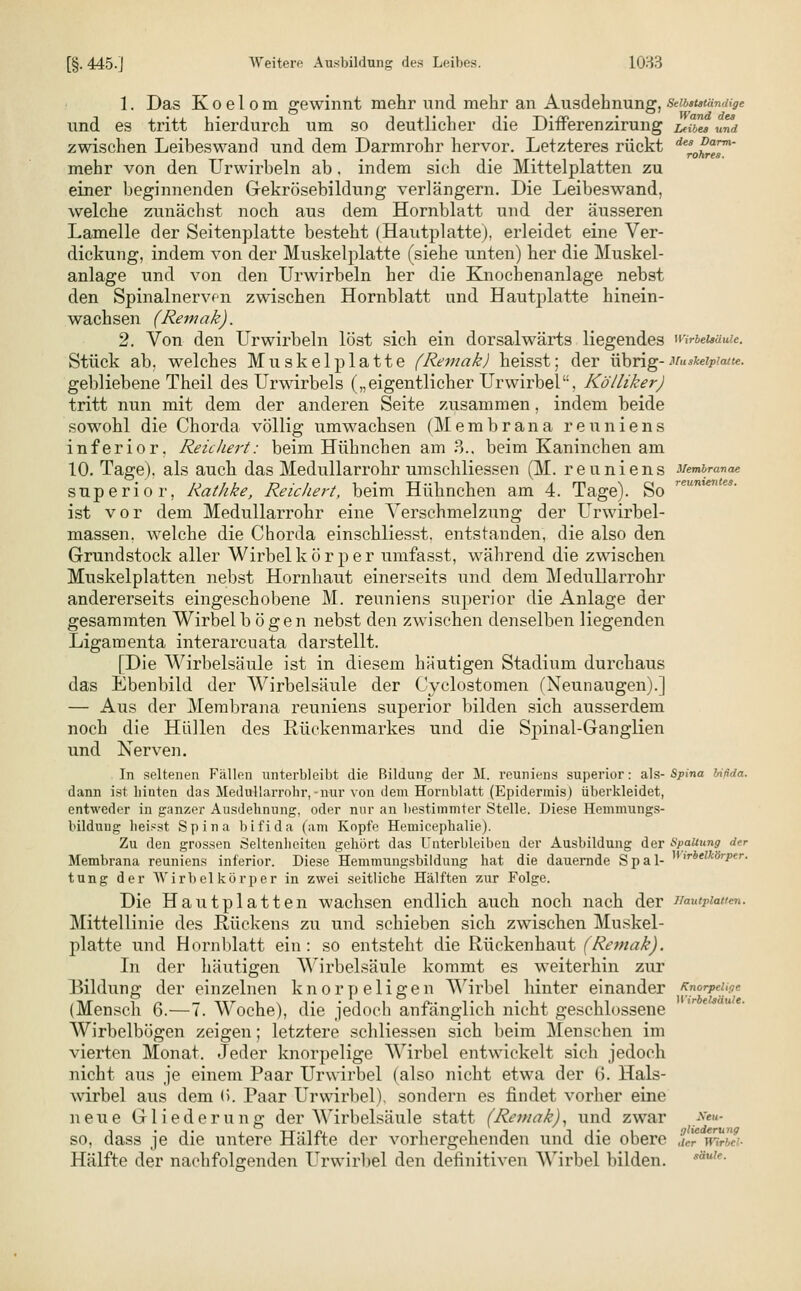 1. Das Koelom gewinnt mehr und mehr an Ausdehnung, Selbständige und es tritt hierdurch um so deutlicher die DifFerenzirung iJbes und zwischen Leibeswand und dem Darmrohr hervor. Letzteres rückt desr0%™' mehr von den Urwirbeln ab. indem sich die Mittelplatten zu einer beginnenden Gekrösebildung verlängern. Die Leibeswand, welche zunächst noch aus dem Hornblatt und der äusseren Lamelle der Seitenplatte besteht (Hautplatte), erleidet eine Ver- dickung, indem von der Muskelplatte (siehe unten) her die Muskel- anlage und von den Urwirbeln her die Knochenanlage nebst den Spinalnerven zwischen Hornblatt und Hautplatte hinein- wachsen (Remak). 2. Von den Urwirbeln löst sich ein dorsalwärts liegendes wrbeuuuu. Stück ab, welches Muskel platte (Remak) heisst; der übrig- Muskeipwte. gebliebene Theil des Urwirbeis („eigentlicher Urwirbel, Kölliker) tritt nun mit dem der anderen Seite zusammen, indem beide sowohl die Chorda völlig umwachsen (Membrana reuniens inferior. Reichert: beim Hühnchen am 3.. beim Kaninchen am 10. Tage), als auch das Medullarrohr umschliessen (M. reuniens 3/embranae superior, Rathke, Reichert, beim Hühnchen am 4. Tage). So ist vor dem Medullarrohr eine Verschmelzung der Urwirbel- massen. welche die Chorda einschliesst. entstanden, die also den Grundstock aller Wirbelkörper umfasst, während die zwischen Muskelplatten nebst Hornhaut einerseits und dem Medullarrohr andererseits eingeschobene M. reuniens superior die Anlage der gesammten Wirbel bögen nebst den zwischen denselben liegenden Ligamenta interarcuata darstellt. [Die Wirbelsäule ist in diesem häutigen Stadium durchaus das Ebenbild der AVirbelsäule der Cyclostomen (Neunaugen).] — Aus der Membrana reuniens superior bilden sich ausserdem noch die Hüllen des Rückenmarkes und die Spinal-Ganglien und Nerven. In seltenen Fällen unterbleibt die Rildung der M. reuniens superior: als- Spina bifida. dann ist hinten das Medullarrohr,-nur vou dem Hornblatt (Epidermis) überkleidet, entweder in ganzer Ausdehnung, oder nur an bestimmter Stelle. Diese Hemmungs- bilduug heisst Spina bifida (am Kopfe Hemieephalie). Zu den grossen Seltenheiten gehört das Unterbleiben der Ausbildung der Spaltung der Membrana reuniens inferior. Diese Hemmungsbildung hat die dauernde Spal- >rbelkörPer- tung der Wirbelkörper in zwei seitliche Hälften zur Folge. Die Hautplatten wachsen endlich auch noch nach der ffautpkutm. Mittellinie des Rückens zu und schieben sich zwischen Muskel- platte und Hornblatt ein: so entsteht die Rückenhaut (Remak). In der häutigen Wirbelsäule kommt es weiterhin zur Bildung der einzelnen knorpeligen Wirbel hinter einander Knorpdige (Mensch 6.—7. Woche), die jedoch anfänglich nicht geschlossene Wirbelbögen zeigen; letztere schliessen sich beim Menschen im vierten Monat. Jeder knorpelige Wirbel entwickelt sich jedoch nicht aus je einem Paar Urwirbel (also nicht etwa der 6. Hals- wirbel aus dem (5. Paar Urwirbel). sondern es findet vorher eine neue Gliederung der Wirbelsäule statt (Remak), und zwar >>«- so, dass je die untere Hälfte der vorhergehenden und die obere 1«. ü Hälfte der nachfolgenden Urwirbel den definitiven Wirbel bilden. sii!r-