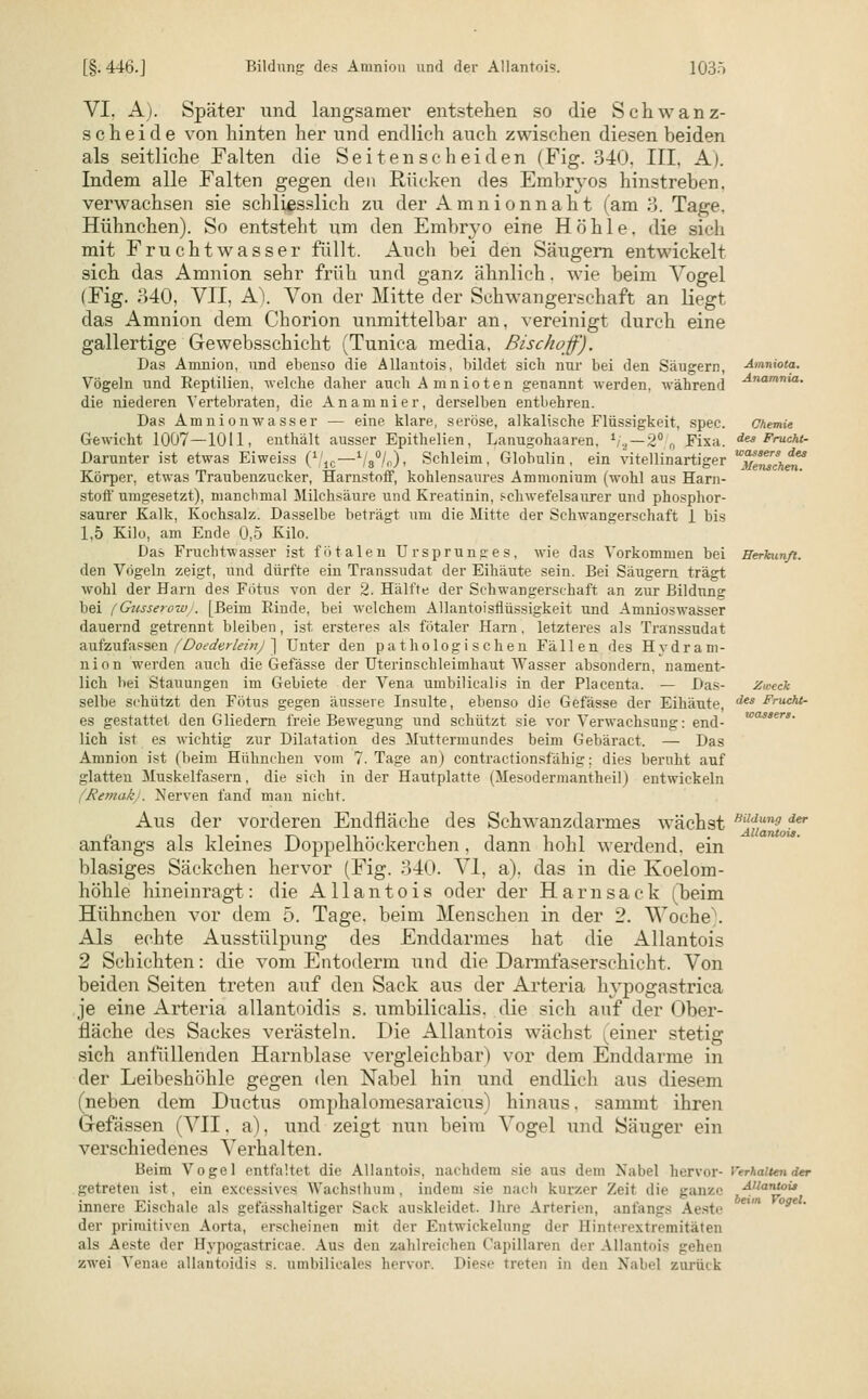 VI, A). Später und langsamer entstehen so die Schwanz- scheide von hinten her und endlich auch zwischen diesen beiden als seitliche Falten die Seitenscheiden (Fig. 340, III. A). Indem alle Falten gegen den Rücken des Embryos hinstreben, verwachsen sie schliesslich zu der Amnionnaht (am 3. Tage. Hühnchen). So entsteht um den Embryo eine Höhle, die sich mit Fruchtwasser füllt. Auch bei den Säugern entwickelt sich das Amnion sehr früh und ganz ähnlich. wie beim Vogel (Fig. 340, VII, A). Von der Mitte der Schwangerschaft an liegt das Amnion dem Chorion unmittelbar an, vereinigt durch eine gallertige Gewebsschicht (Tunica media, Bischoff). Das Amnion, und ebenso die Allantois, bildet sich nur bei den Säugern, Vögeln und Reptilien, welche daher auch Amnioten genannt werden, während die niederen Vertebraten, die Anamnier, derselben entbehren. Das Amnionwasser — eine klare, seröse, alkalische Flüssigkeit, spec. Gewicht 1007—1011, enthält ausser Epithelien, Lanugohaaren, 1/2—2° ft Fixa. Darunter ist etwas Eiweiss (*;'1C—1/80/(i)1 Schleim, Globulin, ein vitellinartiger Körper, etwas Traubenzucker, Harnstoff, kohlensaures Ammonium (wohl aus Harn- stoff umgesetzt), manchmal Milchsäure und Kreatinin, schwefelsaurer und phosphor- saurer Kalk, Kochsalz. Dasselbe beträgt um die Mitte der Schwangerschaft 1 bis 1,5 Kilo, am Ende 0,5 Kilo. Das Fruchtwasser ist fötalen Ursprunges, wie das Vorkommen bei den Vögeln zeigt, und dürfte ein Transsudat der Eihäute sein. Bei Säugern trägt wohl der Harn des Fötus von der 2. Hälfte der Schwangerschaft an zur Bildung bei (Gusserow). [Beim Binde, bei welchem Allantoisflüssigkeit und Amnioswasser dauernd getrennt bleiben, ist ersteres als fötaler Harn, letzteres als Transsudat aufzufassen (Doederleinj ] Unter den pathologischen Fällen des Hydram- nion werden auch die Gefässe der Uterinschleimhaut Wasser absondern, nament- lich l>ei Stauungen im Gebiete der Vena umbilicalis in der Placenta. — Das- selbe schützt den Fötus gegen äussere Insulte, ebenso die Gefässe der Eihäute, es gestattet den Gliedern freie Bewegung und schützt sie vor Verwachsung: end- lich ist es wichtig zur Dilatation des Muttermundes beim Gebäract. — Das Amnion ist (beim Hühnchen vom 7. Tage an) contractionsfähig; dies beruht auf glatten Muskelfasern, die sich in der Hautplatte (Mesodermantheil) entwickeln (Remak . Nerven fand man nicht. Aus der vorderen Endfläche des Schwanzdarmes wächst anfangs als kleines Doppelhöckerchen, dann hohl werdend, ein blasiges Säckchen hervor (Fig. 340. VI, a). das in die Koelom- höhle hineinragt: die Allantois oder der Harn sack (beim Hühnchen vor dem 5. Tage, beim Menschen in der 2. Voehe\ Als echte Ausstülpung des Enddarmes hat die Allantois 2 Schichten: die vom Entoderm und die Darmfaserschicht. Von beiden Seiten treten auf den Sack aus der Arteria hypogastrica je eine Arteria allantoidis s. umbilicalis, die sich auf der Ober- fläche des Sackes verästeln. Die Allantois wächst (einer stetig sich anfüllenden Harnblase vergleichbar) vor dem Enddarme in der Leibeshöhle gegen den Nabel hin und endlich aus diesem (neben dem Ductus omphalomesaraicus) hinaus, sammt ihren Gefässen (VII. a), und zeigt nun beim Vogel und Säuger ein verschiedenes Verhalten. Beim Vogel entfaltet die Allantois, nachdem sie aus dem Nabel hervor- getreten ist, ein excessives Wachsthum, indem sie nach kurzer Zeit die ganze innere Eischale als gefässhaltiger Sack auskleidet. Ihre Arterien, anfangs Aeste der primitiven Aorta, erscheinen mit der Entwickelang der Binterextremitäten als Aeste der Bypogastricae. Aus den zahlreichen Capillaren der Allantois gehen zwei Venae allantoidis s. nmbilicales hervor. Diese treten in den Nabel zuriu k Amniota. Anamnia. Chemie des Frucht- wassers des Menschen. Herkunft. Zweck des Frucht- wassers. Bildung der Allantois. Verhalten der Allantois beim Vogel.