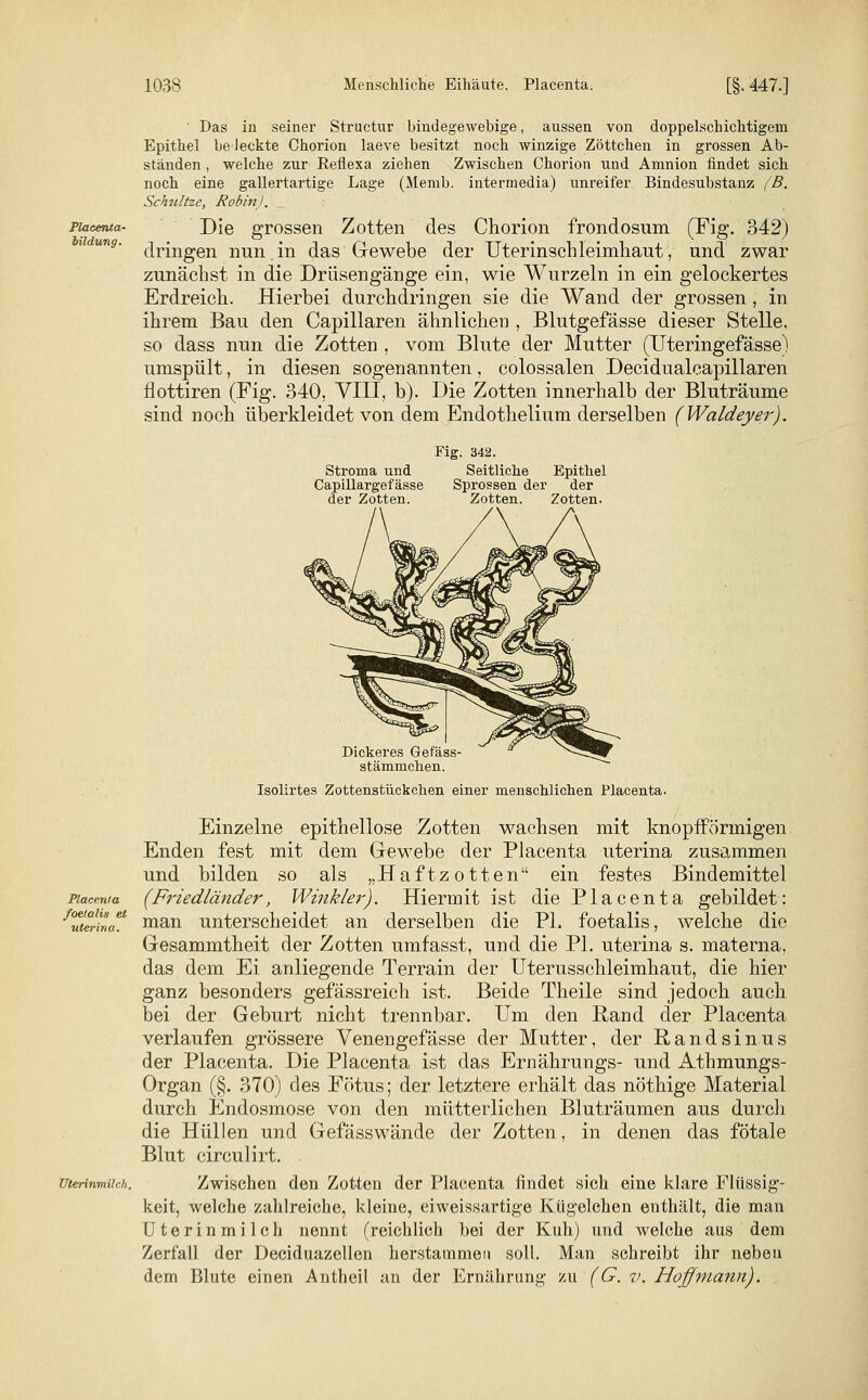 Placenta- bildung. Placenta foelalis et uterina. Uterinmilch. ' Das in seiner Structur bindegewebige, aussen von doppelschichtigem Epithel be leckte Chorion laeve besitzt noch winzige Zöttchen in grossen Ab- ständen , welche zur Reflexa ziehen Zwischen Chorion und Amnion findet sich noch eine gallertartige Lage (Memb. intermedia) unreifer Bindesubstanz (B. Schnitze, Robin). Die grossen Zotten des Chorion frondosum (Fig. 342) dringen nun.in das Gewebe der Uterinschleimhaut, und zwar zunächst in die Drüsengänge ein, wie Wurzeln in ein gelockertes Erdreich. Hierbei durchdringen sie die Wand der grossen, in ihrem Bau den Capillaren ähnlichen , Blutgefässe dieser Stelle, so dass nun die Zotten , vom Blute der Mutter (Uteringefässe) umspült, in diesen sogenannten, colossalen Decidualcapillaren flottiren (Fig. 340, VIII, b). Die Zotten innerhalb der Bluträume sind noch überkleidet von dem Endothelium derselben (Waldeyer). Fig. 342. Stroma und Seitliche Epithel Capillargefässe Sprossen der der der Zotten. Zotten. Zotten. Dickeres Gefäss stämmclien. Isolirtes Zottenstückchen einer menschlichen Placenta. Einzelne epithellose Zotten wachsen mit knopfförinigen Enden fest mit dem Gewebe der Placenta uterina zusammen und bilden so als „Haftzotten ein festes Bindemittel (Friedländer, Winkler). Hiermit ist die Placenta gebildet: man unterscheidet an derselben die PI. foetalis, welche die Gesammtheit der Zotten umfasst, und die PI. uterina s. materna, das dem Ei anliegende Terrain der Uterusschleimhaut, die hier ganz besonders gefässreich ist. Beide Theile sind jedoch auch bei der Geburt nicht trennbar. Um den Rand der Placenta verlaufen grössere Venengefässe der Mutter, der Randsinus der Placenta. Die Placenta ist das Ernährungs- und Athmungs- Organ (§. 370) des Fötus; der letztere erhält das nöthige Material durch Endosmose von den mütterlichen Bluträumen aus durch die Hüllen und Gefässwände der Zotten, in denen das fötale Blut circulirt. Zwischen den Zotten der Placenta findet sieh eine klare Flüssig- keit, welche zahlreiche, kleine, eiweissartige Kügelchen enthält, die man Uterinmilch nennt (reichlich bei der Kuh) und welche aus dem Zerfall der Deciduazellen herstammen soll. Man schreibt ihr neben dem Blute einen Antheil an der Ernährung zu (G. v. Hoffmann).