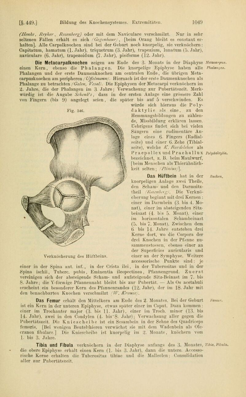 (Henke, Reyher, Rosenberg) oder mit dem Naviculare verschmilzt. Nur in sehr seltenen Fällen erhält es sich (Gegmbaur/ , [beim Orang bleibt es constant er- halten]. Alle Carpalknochen sind bei der Geburt noch knorpelig, sie verknöchern: Capitatum, hamatum (1. Jahr), triquetrum (3. Jahr), trapezium, lunatum (5. Jahr), naviculare (6. Jahr), trapezoidum (7. Jahr), pisiibrme (12. Jahr). Die Metacarpaiknochen zeigen am Ende des 3- Monats in der Diaphyse ihtacarpus. einen Kern, ebenso die Phalangen. Die knorpelige Epiphyse haben alle Phaiamjes. Phalangen und der erste Daumenknochen am centralen Ende, die übrigen Meta- carpusknochen am peripheren , Uffelmanni. Hiernach ist der erste Daumenknoehen als Phalange zu betrachten (Galen, Vesalj. Die Epiphysen der Metacarpi verknöchern im 2. Jahre, die der Phalangen im 3. Jahre; Verwachsung zur Pubertätszeit. Merk- würdig ist die Angabe Schenk's, dass in der ersten Anlage eine grössere Zahl von Fingern (bis 9) angelegt seien, die später bis auf 5 verschwinden. Es würde sich hieraus die P o 1 v- Fig. 346. Verknöcherune: des Hüftbeins. in der Crista ilei daktylie als eine, zu den Hemmungsbildungen zu zählen- de, Missbildung erklären lassen. Uebrigens findet sich bei vielen Sängern eine rudimentäre An- lage eines 6- Fingers (Radial- seite) und einer 6. Zehe (Tibial- seite), welche fC. Rardeleben als Praepol lex und Praehallux Polydaktylie. bezeichnet, z. B. beim Maulwurf, [beim Menschen als Thierähnlich- keit selten; Pliniusf\. Das Hüftbein bat iu der Becken. knorpeligen Anlage zwei Theile, den Scham- und den Darmsitz- theil fRosenbeig). Die Verknö- cberung beginnt mit drei Kernen : einer im Darmbein (3. bis A. Mo- nat), einer im absteigenden Sitz- beinast (4. bis 5. Monat), einer im horizontalen Schambeinast (5. bis 7. Monat). Zwischen dem 6 bis 14. Jahre entstehen drei Kerne dort, wo die Corpora der drei Knochen in der Pfanne zu- sammenstossen, ebenso einer an der Superficies auricularis und einer an der Symphyse. Weitere accessorische Punkte sind: je in der Tuberositas und in der einer in der Spina ant. inf. Spina ischii, Tuberc. pubis, Eminentia ileopectinea, Pfannengrund. Zuerst vereinigen sich der absteigende Scham- und aufsteigende Sitz-Beiuast im 7. bis 8. Jahre; die Y-förmige Pfannennaht bleibt bis zur Pubertät. — Als Os acetabuli erscheint ein besonderer Kern des Pfannenrandes (1^. Jahr), der im 18- Jahr mit den benachbarten Knochen verschmilzt //'. Krause . Das Femur erhält den Mittelkern am Ende des 2. Monates. Bei der Geburt Femur. ist ein Kern in der unteren Epiphyse, etwas später einer im Caput. Dazu kommen : einer im Trochanter major (3. bis M. Jahr), einer im Troch. minor (13. bis 14. Jahr), zwei in den Condylen (4. bis8. Jahr); Verwachsung aller gegen die Pubertätszeit. Die Kniescheibe ist ein Sesambein in der Sehne des Quadriceps femoris. |Bei wenigen Beutel(hieren verwächst sie mit dem Wadenbein als Ole- cranon flbulare.] Die Kniescheibe i-<t knorpelig im 2. Monate, knöchern vom l. bis 3. Jahre. Tibia und Fibula verknöchern in der Diaphyse anfangs des 3. Monates, rj,;a, Fibula. die obere Epiphyse erhalt einen Kern (]. bis 3. Jahr), dann die untere. Areesso- rische Kerne erhalten die Tuberositas tibiae und die Malleolen; Consolidatiou aller zur Pubertätszeit.