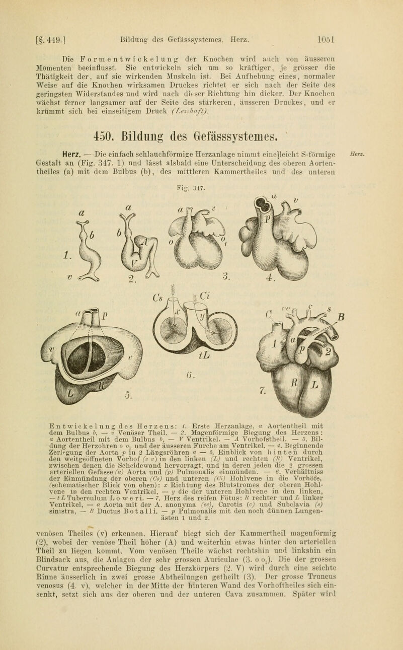 Die Formentwickelung der Knochen wird auch von äusseren Momenten beeinflusst. Sie entwickeln sich um so kräftiger, je grösser die Thätigkeit der, auf sie wirkenden Muskeln ist. Bei Aufhebung eines, normaler Weise auf die Knochen wirksamen Druckes richtet er sich nach der Seite des geringsten Widerstandes und wird nach dieser Richtung hin dicker. Der Knochen wächst ferner langsanier auf der Seite des stärkeren, äusseren Druckes, und er krümmt sich bei einseitigem Druck (Lesslwft). 450. Bildung des Gefasssystemes. Herz. — Die einfach schlauchförmige Herzanlage nimmt eine]leicht S-förmige Gestalt, an (Fig. 347. 1) und lässt alsbald eine Unterscheidung des oberen Aorten- theiles (a) mit dem Bulbus (b), des mittleren Kammertheiles und des unteren Fi-. 347. Herz. c 4U^b En t wie ke 1 ung des Herzeus: /. Erste Herzanlage, a Aortentheil mit dem Bulbus 6, — v 'Venöser Theil. — -. Magenförmige Biegung des Herzens : « Aortentheil mit dem Bulbus b, — V Ventrikel. — -1 Vorhot'stheil. — 3. Bil- dung der Herzohren o o, und der äusseren Furche am Ventrikel. — *. Beginnende Zerli-guns der Aorta p in 2 Läugsröhren o — 5. Einblick von b inten durch den weitgeöffneten Vorhof (v v) in den linken (Li) und rechten (W Ventrikel, zwischen denen die Scheidewand hervorragt, und in deren jeden die 2 grossen arteriellen Gefässe (a) Aorta und (p) Pulmonalis einmünden. — <S. Verhältniss der Einmündung der oberen (Ob) und unteren (Oi) Hohlvene in die Vorhöfe, (schemat.iseher Blick von oben): x Richtung des Blutstromes der oberen Hohl- vene in den rechten Ventrikel, — y die der unteren Hohlvene in den linken, — «XTuberculum Lowe vi. — 7. Herz des reifen Fötus: H rechter und L linker Ventrikel, — a Aorta mit der A. anonyma (ee)} Carotis (e) und Subclavia (s) sinistra. — B Ductus Bot all i. — p Pulmonalis mit dennoch dünnen Lungen- ästen 1 und 2. venösen Theiles (v) erkennen. Hierauf biegt sich der Kammertheil magenförmig (2), wobei der venöse Theil höher (A) und weiterhin etwas hinter den arteriellen Theil zu liegen kommt. Vom venösen Theile wächst rechtsbin und linksbin ein Blindsack aus, die Anlagen der sehr grossen Auriculae (3. 0 ,). Hie der grossen Curvatur entsprechende Biegung des Herzkörpers (2. V) wird durch eine Beichte Rinne äusserlich in zwei grosse Abtheilungen getheilt (3). Der grosse Truncus venosus (4. v), welcher in der Mitte der liinieren Wand des Vorhoftheiles sich ein- senkt, setzt sich aus der oberen und der unteren Cava zusammen. Spater wird