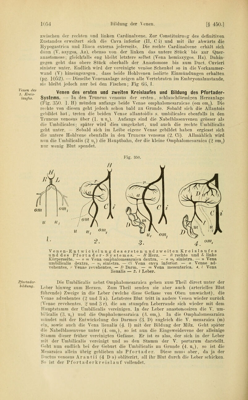 Venen des 1. Kreis- laufes. zwischen der rechten und linken Cardinalvene. Zur Constituiruug des definitiven Zustandes erweitert sich die Cava inferior (II. C i) und mit ihr abwärts die Hypogastrica und Iliaca externa jederseits. Die rechte Cardinalvene erhält sich dünn (V. azygos, Az), ebenso von der linken das untere Stück' bis zur Quer- anastomose; gleichfalls eng bleibt letztere selbst (Vena hemiazygos, Hz). Dahin- gegen geht das obere Stück oberhalb der Anastomose bis zum Duct. Cuvieri sinister unter. Endlich wird der vereinigte venöse Schenkel so in die Vorkammer- ■wand (V) hineingezogen, dass beide Hohlvenen isolirte Einmündungen erhalten (pg. 1052). — Dieselbe Venenanlage zeigen alle Vertebraten im Embryonalzustande, sie bleibt jedoch nur bei den Fischen; Fig 6ß, I. Venen des ersten und zweiten Kreislaufes und Bildung des Pfortader- Systems. — In den Truncus venosus der ersten, schlauchförmigen Herzanlage (Fig. 350. 1. H) münden anfangs beide Venae omphalomesaraicae (ooi om1). Die rechte von diesen geht jedoch schon bald zu Grunde. Sobald sich die Allantois gebildet hat, treten die beiden Venae allantoidis s. umbilicales ebenfalls in den Truncus venosus über (1. u i\). Anfangs sind die Nabelblasenvenen grösser als die Umbilicales; später wird dies umgekehrt, und auch die rechte Umbilicalis geht unter. — Sobald sich im Leibe eigene Venae gebildet haben ergiesst sich die untere Hohlvene ebenfalls in den Truncus venosus (2. Ci). Allmählich wird nun die Umbilicalis (2 \\) die Hauptbahn, der die kleine Omphalomesaraica (2 om,) nur wenig Blut spendet. Fig. 350. om 2. Venen-Entwickelung des ersten undzweiten Kreislaufes und des Pfortader-Systeme s. — H Herz. — R rechte und L linke Körnerseite. — o m Vena omphalomesaraica dextra, — o »»i sinistra. —■ u Vena umbilicalis dextra, — ux sinistra. — Ci Vena cava inferior. — a Venae ad- vehentes, r Venae revehentes. — D Darm. — m Vena mesenterica. 4. l Vena Renalis — 2. I Leber. Pfortader- bildung. Die Umbilicalis nebst Omphalomesaraica geben zum Theil direct unter der Leber hinweg zum Herzen. Zum Theil senden sie aber auch (arterielles Blut führende) Zweige in die Leber (welche diese Gefässe von Oben umwächst), die Venae advehentes (2 und 3 a). Letzteres Blut tritt in andere Venen Avieder zurück (Venae revehentes. 2 und 3 r), die am stumpfen Leberrande sich wieder mit dem Hauptstamm der Umbilicalis vereinigen. In der Leber anastomosiren die V. um- bilicalis (3. uj und die Omphalomesaraica (3. om,). In die Omphalomesaraica mündet mit der Entwicklung des Darmes (3. D) zugleich die V. mesaraica (m) ein, sowie auch die Vena lienalis (4. 1) mit der Bildung der Milz. Geht später die Nabelblasenvene unter (4. omj, so ist nun die Eingeweidevene der alleinige Stamm dieser früher vereinigten Gefässe. Er ist es also, der sich in der Leber mit der Umbilicalis vereinigt und so den Stamm der V. portarum darstellt. ftelvt nun endlich bei der Geburt die Umbilicalis zu Grunde (4. u,), so ist die Mesaraica allein übrig geblieben als Pfortader, Diese mus-i aber, da ja der Ductus venosus Arantii (4 D a) obliterirt, all ihr Blut durch die Leber schicken. So ist der Pfortader kr eisl auf vollendet.