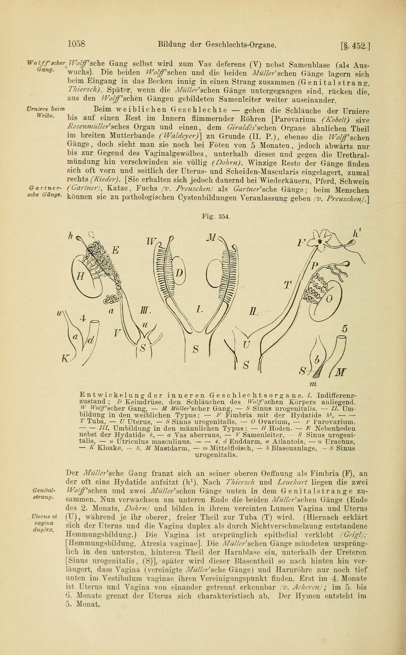 Woi/f scher IFoljjrsehe Gang selbst wird zum Vas deferens (V) nebst Samenblase (als Aus- Gang. wuchs). Die beiden Waschen und die beiden Müller'sehen Gänge lagern sieb beim Eingang in das Becken innig in einen Strang zusammen (Genital sträng, Thiersch). Später, wenn die Müller1 sehexs. Gänge untergegangen sind, rücken die^ aus den IVolff'sehen Gängen gebildeten Samenleiter weiter auseinander. ümierebeim Beim weiblicben Gescblecbte — gehen die Schläuche der Urniere Werbe. Djs auf ejnen ßest im Tnnern flimmemder Röhren [Parovarium (Kobelt) sive Rosenmüller'sches Organ und einen, dem Giraldes'sehen Organe ähnlichen Theil im breiten Mutterbande (Waldeyer)~\ zu Grunde (II. R), ebenso die IVolf sehen Gänge, doch sieht man sie noch bei Föten von 5 Monaten, jedoch abwärts nur bis zur Gegend des Vaginalgewölbes, unterhalb dieses und gegen die Urethral- mündung hin verschwinden sie völlig (Dohrn). Winzige Reste der Gänge finden sich oft vorn und seitlich der Uterus- und Scheiden-Muscularis eingelagert, zumal rechts (Rieder). [Sie erhalten sich jedoch dauernd bei Wiederkäuern, Pferd, Schwein Gärtner- (GartnerJ, Katze, Fuchs (v. PreuschenJ als Garlner'sehe Gänge; beim Menschen sehe Gange. können sje zu pathologischen Cystenbildungen Veranlassung geben (v. PreuschenJ.] Entwickelungder inneren Geschlechtsorgane. I. Indifferenz- zustand ; D Keimdrüse, den Schläuchen des Wolff'sehen Körpers anliegend. W WoyF'scher Gang, — M MiUler'scheY GaDg, — S Sinus urogenitalis. — II. Um- bildung in den weiblichen Typus; — F Finibria mit der Hydatide A1, T Tuba, — ü Uterus, — # Sinus urogenitalis, — 0 Ovarium, — t Parovarium. — — HI. Umbildung in den männlichen Typus: — n Hoden- — K Nebenhoden nebst der Hydatide h, — a Vas aberrans, — V Samenleiter, - S Sinus urogeni- talis, — u Utriculus masculinus. 4. d Enddarm, a AÜantois, — u Uracnus, — K Kloake. — 5. M Mastdarm, — m Mittelfleisch, — * Blasenanlage, - S Sinus urogenitalis. Genital sträng. Der Müller'&ehe Gang franzt sich an seiner oberen Oeffnung als Fimbria (F), an der oft eine Hydatide aufsitzt (h1). Nach Thiersch und Leuckart liegen die zwei Wolff'sehen und zwei Müller1sehen Gänge unten in dem Genital stränge zu- sammen. Nun verwachsen am unteren Ende die beiden Müller1'sehen Gänge (Ende des 2. Monats, Dohrn) und bilden in ihrem vereinten Lumen Vagina und Uterus Uterus et (U), während je ihr oberer, freier Theil zur Tuba (T) wird. (Hiernach erklärt dulx s*°k ^er Uterus und die Vagina duplex als durch Nichtverschmelzung entstandene Hemmungsbildung.) Die Vagina ist ursprünglich epithelial verklebt (Geiglj; [Hemmungsbildung, Atresia vaginae]. Die Müller''sehen Gänge mündeten ursprüng- lich in den untersten, hinteren Theil der Harnblase ein, unterhalb der Ureteren [Sinus urogenitalis, (S)], -später wird dieser Blasentheil so nach hinten hin ver- längert, dass Vagina (vereinigte Müller'ache Gänge) und Harnröhre nur noch tief unten im Vestibulum vaginae ihren Vereinigungspunkt finden. Erst im 4. Monate ist Uterus und Vagina von einander getrennt erkennbar fv. Ackeren); im 5. bis 'i. Monate grenzt der Uterus sich charakteristisch ab. Der Hymen entsteht im 5. Monat.