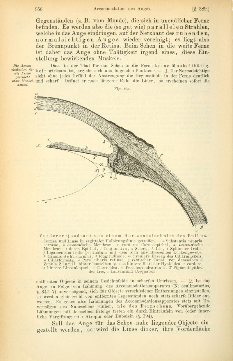 Die Accom- modation fit) die Ferne geschieht ohne Muskel- (xction. Gegenständen (z. B. vom Monde), die sich in unendlicher Ferne befinden. Es werden also die (so gut wie) parallelen Strahlen, welche in das Auge eindringen, auf der Netzhaut des ruhenden, normalsichtigen Auges wieder vereinigt; es liegt also der Brennpunkt in der Retina. Beim Sehen in die weite Ferne ist daher das Auge ohne Thätigkeit irgend eines, diese Ein- stellung bewirkenden Muskels. Dass in der Tliat für das Sehen in die Ferne keine Muskelthätig- k e i t wirksam ist, ergiebt sich aus folgenden Punkten: — 1. Der Normalsichtige sieht ohne jedes Gefühl der Anstrengung die Gegenstände in der Feme deutlich und scharf. Oeftuet er nach längerer Ruhe die Lider, so erscheinen sofort die Fig. 231. Vorderer Quadrant von einem Horizontalschnitt des Bulbus. Cornea und Linse in sagittaler Halbirungslinie getroüen. — a Substantia propria corneae, h Bowman'sehe Membran, c vorderes Corneaepitliel, d Descemet'ache Membran, e deren Eiiithel, / Conjunctiva , g Sclera, h Iris, i Sphiucter Iridis, j Ligamentum iridis pectiuatum mit dem sich auscliliessendeu Liiekengewebe, k Canalis Schlemmii, l longitudinale, m civculäre Fasern des Ciliarmiiskels, n Ciliartortsatz, o Pars ciliaris retinae, q i'<:tii'schev Canal, vor demselben ^ Zonula Z i n n i i, hinter demselben (pj das hintere Blatt der Hj-aloidea, >■ vordere, s hintere Linsenkapsel. < Chorioidea , u Perichorioidealraum . T Pigmentepithel der Iris, x Linseurand (Aequator). entfernten Objecto in seinem Gesichtsfelde in scharfen Umrissen. — 2. Ist das Auge in Folge von Lähmung des Accommodationsapparates (N. oculimotorius, §. '641. 7) unvermögend, sich für Objecte verschiedener Entfernungen einzustellen, so werden gleichwohl von entfernten Gegenständen noch stets scharfe Bilder ent- worfen. Es gehen also Lähmungen des Accommodationsapimrates stets mit Un- vermögen des Nahesehens einher, nie des Fernsehens. Vorübergehende Lähmungen mit demselben Erfolge treten ein durch Einträufeln von (oder inner- liche Vergiftung mit) Atropin oder Duboisin (§. 394). Soll das Auge für das Sehen nahe liegender Objecte ein- gestellt werden, so wird die Linse dicker, ihre Vorderfläche