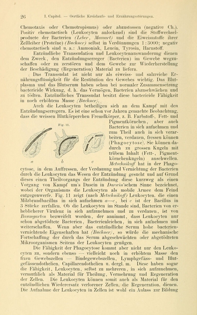 Chemotaxis oder Chemotropismus) oder abzusfossen (negative Ch.j. Positiv cliemotactisch (Leukocyten anlockend) sind die Stoffwechsel- iwoducte der Bacterien (Leber, Masmrt) und die Eiweissstoffe ihrer Zellleiber (Proteine) (^J^McÄner^ selbst in Verdünnungen 1:3000; negativ chemotactisch sind u. a.: Ammoniak, Leucin, Tyrosin, Harnstoff. Entzündliche Transsudation und Leukocytenauswanderung dienen dem Zweck, den Entzündungserreger fBacterienj im Gewebe wegzu- schaffen oder zu zerstören und dem Gewebe zur Wiederherstellung der Beschädigung (Regeneration) Material zu liefern. Das Transsudat ist nicht nur als eiweiss- und salzreiche Er- nährungsflüssigkeit für die Restitution des Gewebes wichtig. Das Blut- plasma und das Blutserum haben schon bei normaler Zusammensetzung bactericide Wirkung, d. h. das Vermögen, Bacterien abzuschwächen und zu tödten. Entzündliches Transsudat besitzt diese bactericide Fähigkeit in noch erhöhtem Masse (BuchnerJ. Auch die Leukocyten betheiligen sich an dem Kampf mit den Entzündungserregern. Es ist eine schon vor Jahren gemachte Beobachtung, dass die weissen Blutkörperchen Fremdkörper, z. B. Farbstoff-, Fett- und Pigmentkörnchen, aber auch '^' ■ Bacterien in sich aufnehmen und -^— ^ zum Theil auch in sich verar- r^/'^^) beiten, verdauen, fressen können f ' \^ (Phagocytose). Sie können da- / - ' durch zu grossen Kugeln mit ^cLj»^-^^ trübem Inhalt (Fett-, Pigment- körnchenkugeln) anschwellen. ^ Metschnikoff hat in der Phago- cytose, in dem Auffressen, der Verdauung und Vernichtung der Bacterien durch die Leukocyten das Wesen der Entzündung gesucht und auf Grund dieses einen Theilvorgangs der Entzündung diese kurzweg als einen Vorgang von Kampf um's Dasein in Barwin'^Qhtva Sinne bezeichnet, wobei der Organismus die Leukocyten als mobile Armee dem Feind entgegenwerfe. Fig. 11 zeigt (nach Metschnikoff) Leukocyten. die einen Milzbrandbacillus in sich aufnehmen a—c, bei c ist der Bacillus in 3 Stücke zerfallen. Ob die Leukocyten im Stande sind, Bacterien von er- heblicherer Virulenz in sich aufzunehmen und zu verdauen, ist von Baumgarten bezweifelt worden, der annimmt, dass Leukocyten nur schon abgetödtete Bacterien, Bacterienleichen, in sich aufnehmen und weiterschaffen. Wenn aber das entzündliche Serum hohe bacterien- vernichtende Eigenschaften hat (BuchnerJ^ so würde die mechanische Fortschaffung der durch das Serum abgeschwächten oder abgetödteten Mikroorganismen Seitens der Leukocyten genügen. Die Fähigkeit der Phagocytose kommt aber nicht nur den Leuko- cyten zu, sondern ebenso — vielleicht noch in erhöhtem Masse den fixen Gewebszellen — Bindegewebszellen, Lymphgefäss- und Blut- gefässendothelien, Capillarendothelien u. dergl. m. Diese haben sogar die Fähigkeit, Leukocyten, selbst zu mehreren, in sich aufzunehmen, vermuthlich als Material für Theilung, Vermehrung und Regeneration der Zellen. Die Leukocyten können somit auch als Material für den entzündlichen Wiederersatz verlorener Zellen, die Regeneration, dienen. Die Aufnahme der Leukocyten in Zellen ist wohl ein Anlass zur Bildung