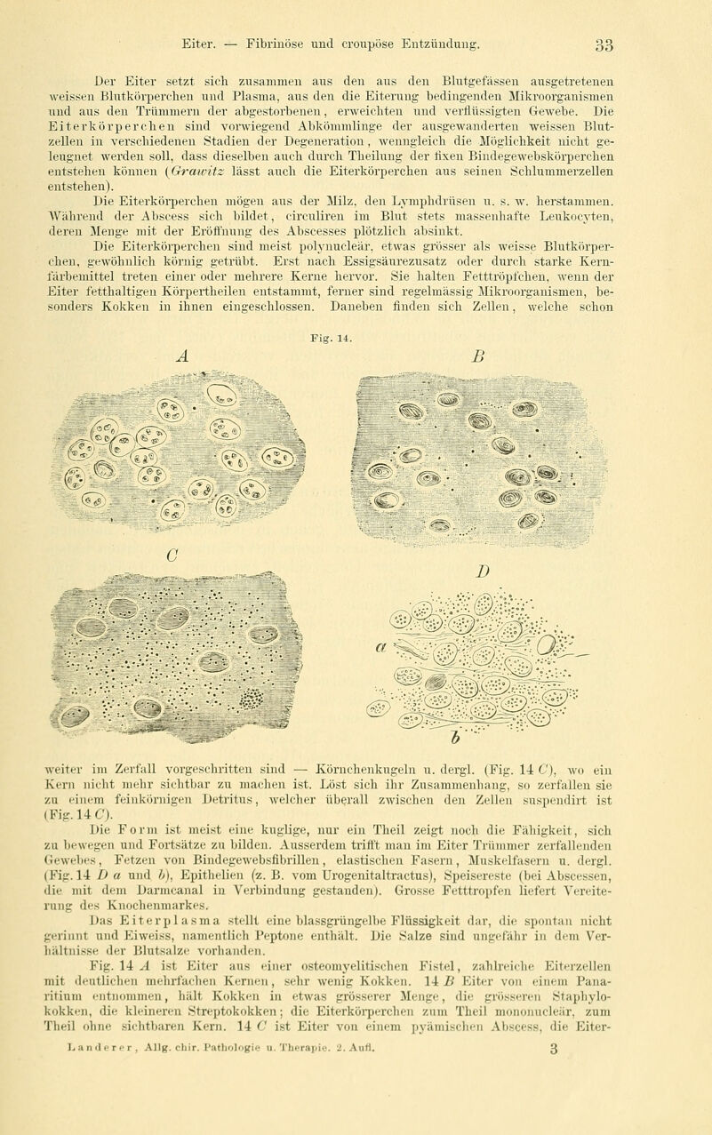 Der Eiter setzt sich zusammen aus den aus den Blutgefässen ausgetretenen weissen Blutkörperchen und Plasma, aus den die Eiterung bedingenden Mikroorganismen und aus den Trümmern der abgestorbenen, erweichten und verflüssigten Gewebe. Die Eiterkörperchen sind vorwiegend Abkömmlinge der ausgewanderten weissen Blut- zellen in verschiedenen Stadien der Degeneration, wenngleich die Möglichkeit nicht ge- leugnet werden soll, dass dieselben auch durch Theilung der lixen Bindegewebskörperchen entstehen können {Grmvitz lässt auch die Eiterkörperchen aus seinen Schlummerzellen entstehen). Die Eiterkörperchen mögen aus der Milz, den Lymphdrüsen u. s. w. herstammen. Während der Abscess sich bildet, circuliren im Blut stets massenhafte Leukocyten, deren Menge mit der Eröffnung des Abscesses plötzlich absinkt. Die Eiterkörperchen sind meist polynucleär, etwas grösser als weisse Blutkörper- chen, gewöhnlich körnig getrübt. Erst nach Essigsäurezusatz oder durch starke Kern- färbeniittel treten einer oder mehrere Kerne hervor. Sie halten Fetttröpfchen, wenn der Eiter fetthaltigen Körpertheilen entstammt, ferner sind regelmässig Mikroorganismen, be- sonders Kokken in ihnen eingeschlossen. Daneben finden sich Zellen, welche schon A B m^%i'St'ys 6 ^t~^ ,77 ^*a>' D lfel:> weiter im Zerfall vorgeschritten sind — Körnchenkugeln u. dergl. (Fig. 14 C), wo ein Kern nicht mehr sichtbar zu machen ist. Löst sich ihr Zusammenhang, so zerfallen sie zu einem feinkörnigen Detritus, welcher überall zwischen den Zellen suspendirt ist (Fig.UC'j. Die Form ist meist eine kuglige, nur ein Theil zeigt noch die Fähigkeit, sich zu bewegen und Fortsätze zu bilden. Ausserdem trifft man im Eiter Trümmer zerfallenden Gewebes, Fetzen von Bindegewebsfibrillen, elastischen Fasern, Muskelfasern u. dergl. (Fig. li D a und />), Epithelien (z. B. vom Urogenitaltractus), Speisereste (bei Abscessen, die mit dem Darmcanal in Verbindung gestanden). Grosse Fetttropfen liefert Vereite- rung des Knochenmarkes. Das Eiterplasma stellt eine blassginingelbe Flüssigkeit dar, die spontan nicht gerinnt und Eiweiss, namentlich Peptone enthält. Die Salze sind ungefähr in dem Ver- hältnisse der Blutsalze vorhanden. Fig. 14 A ist Eiter aus einer osteomyelitischen Fistel, zahlreiche Eitei'zellen mit deutlichen mehrfachen Kernen, sehr Avenig Kokken. 14-B Eiter von einem Pana- ritium iMitnommen, hält Kokken in etwas grösserer Jlenge, die grösseren Stapliylo- kokkeii, die kleineren Streptokokken; die Eiterköi-perchen znm Theil monojuicleär, zum Theil ohne sichtbaren Kern. 14 C ist Eiter von einem pyämischen Abscess, die Eiter- Landerpr, Allg. chir. Pathologie u. Theraj)ie. 2. Aufl. 3