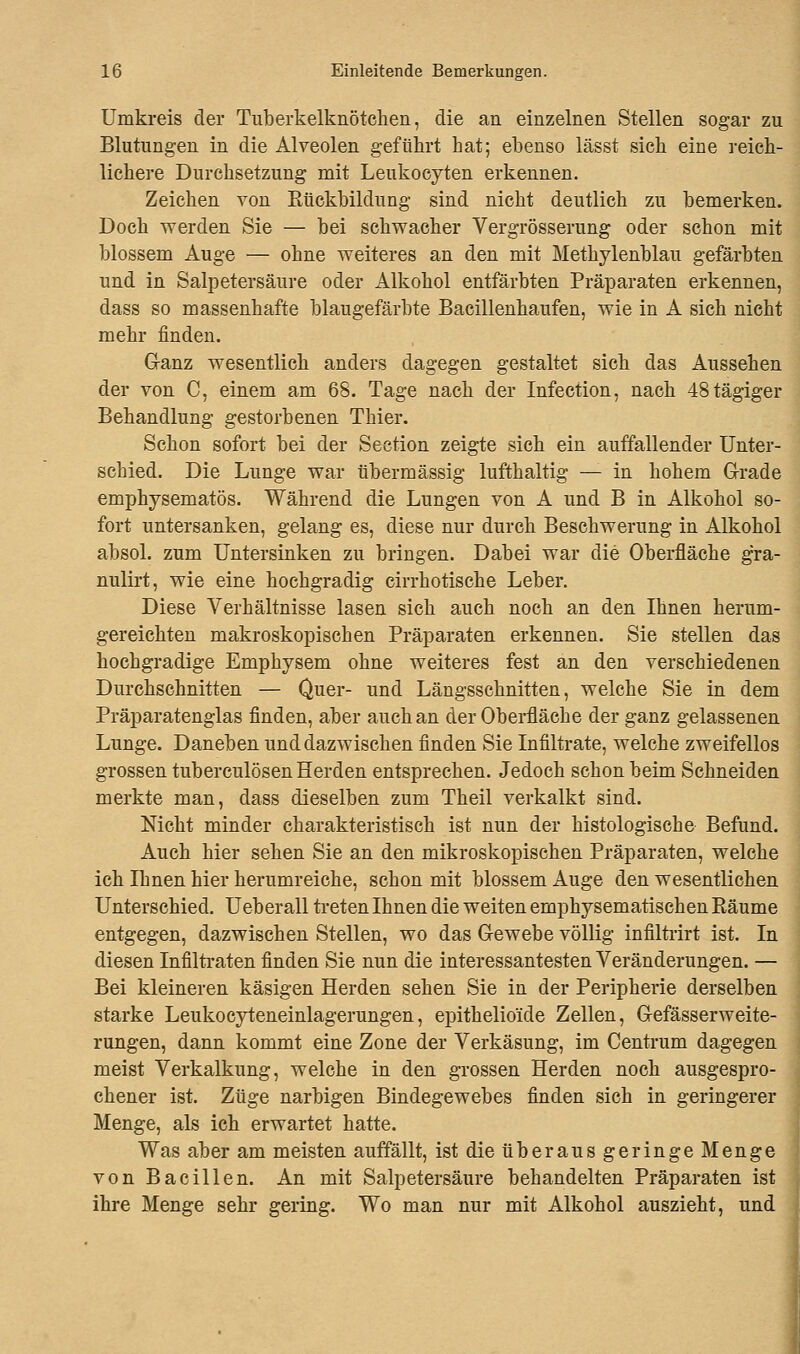 Umkreis der Tuberkelknötchen, die an einzelnen Stellen sogar zu Blutungen in die Alveolen geführt hat; ebenso lässt sich eine reich- lichere Durchsetzung mit Leukocyten erkennen. Zeichen von Bückbildung sind nicht deutlich zu bemerken. Doch werden Sie — bei schwacher Vergrösserung oder schon mit blossem Auge — ohne weiteres an den mit Methylenblau gefärbten und in Salpetersäure oder Alkohol entfärbten Präparaten erkennen, dass so massenhafte blaugefärbte Bacillenhaufen, wie in A sich nicht mehr finden. Ganz wesentlich anders dagegen gestaltet sich das Aussehen der von C, einem am 68. Tage nach der Infection, nach 48tägiger Behandlung gestorbenen Thier. Schon sofort bei der Seetion zeigte sich ein auffallender Unter- schied. Die Lunge war übermässig lufthaltig — in hohem Grade emphysematös. Während die Lungen von A und B in Alkohol so- fort untersanken, gelang es, diese nur durch Beschwerung in Alkohol absol. zum Untersinken zu bringen. Dabei war die Oberfläche gra- nulirt, wie eine hochgradig cirrhotische Leber. Diese Verhältnisse lasen sich auch noch an den Ihnen herum- gereichten makroskopischen Präparaten erkennen. Sie stellen das hochgradige Emphysem ohne weiteres fest an den verschiedenen Durchschnitten — Quer- und Längsschnitten, welche Sie in dem Präparatenglas finden, aber auch an der Oberfläche der ganz gelassenen Lunge. Daneben und dazwischen finden Sie Infiltrate, welche zweifellos grossen tuberculösen Herden entsprechen. Jedoch schon beim Schneiden merkte man, dass dieselben zum Theil verkalkt sind. Nicht minder charakteristisch ist nun der histologische Befund. Auch hier sehen Sie an den mikroskopischen Präparaten, welche ich Ihnen hier herumreiche, schon mit blossem Auge den wesentlichen Unterschied. U eberall treten Ihnen die weiten emphysematischen Eäume entgegen, dazwischen Stellen, wo das Gewebe völlig infiltrirt ist. In diesen Infiltraten finden Sie nun die interessantesten Veränderungen. — Bei kleineren käsigen Herden sehen Sie in der Peripherie derselben starke Leukocyteneinlagerungen, epithelioide Zellen, Gefässerweite- rungen, dann kommt eine Zone der Verkäsung, im Centrum dagegen meist Verkalkung, welche in den grossen Herden noch ausgespro- chener ist. Züge narbigen Bindegewebes finden sich in geringerer Menge, als ich erwartet hatte. Was aber am meisten auffällt, ist die überaus geringe Menge von Bacillen. An mit Salpetersäure behandelten Präparaten ist ihre Menge sehr gering. Wo man nur mit Alkohol auszieht, und