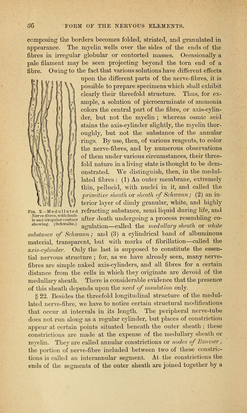 composing the borders becomes folded, striated, and granulated in appearance. The myelin wells over the sides of the ends of the fibres in irregular globular or contorted masses. Occasionally a pale filament may be seen projecting beyond the torn end of a fibre. Owing to the fact that various solutions have different effects upon the different parts of the nerve-fibres, it is possible to prepare specimens which shall exhibit clearly their threefold structure. Thus, for ex- ample, a solution of picrocarminate of ammonia colors the central part of the fibre, or axis-cylin- der, but not the myelin ; whereas osmic acid stains the axis-cylinder slightly, the myelin thor- oughly, but not the substance of the annular rings. By use, then, of various reagents, to color the nerve-fibres, and by numerous observations of them under various circumstances, their three- fold nature in a living state is thought to be dem- onstrated. We distinguish, then, in the medul- lated fibres : (1) An outer membrane, extremely thin, pellucid, with nuclei in it, and called the primitive sheath or sheath of Schioann ; (2) an in- terior layer of dimly granular, white, and highly Fig. 2.—Medulla ted refracting substaucc, semi-liquid during life, and i^Tmrtaeguiarcontour after death undergoing a jorocess resembling co- sbowing. (schwaibe.) agulatiou—Called the medullanj sheath or loMte substance of Schwann; and (3) a cylindrical band of albuminous material, transparent, but with marks of fibrillation—called the axis-cylinder. Only the last is supposed to constitute the essen- tial nervous structure ; for, as we have already seen, many nerve- fibres are simj^le naked axis-cylinders, and all fibres for a certain distance from the cells in which they originate are devoid of the medullary sheath. There is considerable evidence that the presence of this sheath depends upon the need of insulation only. § 22. Besides the threefold longitudinal structure of the medul- lated nerve-fibre, we have to notice certain structural modifications that occur at intervals in its length. The peripheral nerve-tube does not run along as a regular cylinder, but places of constriction appear at certain points situated beneath the outer sheath ; these constrictions are made at the expense of the medullary sheath or myelin. They are called annular constrictions or nodes of Eaiivier, the portion of nerve-fibre included between two of these constric- tions is called an interannular segment. At the constrictions the ends of the segments of the outer sheath are joined together by a