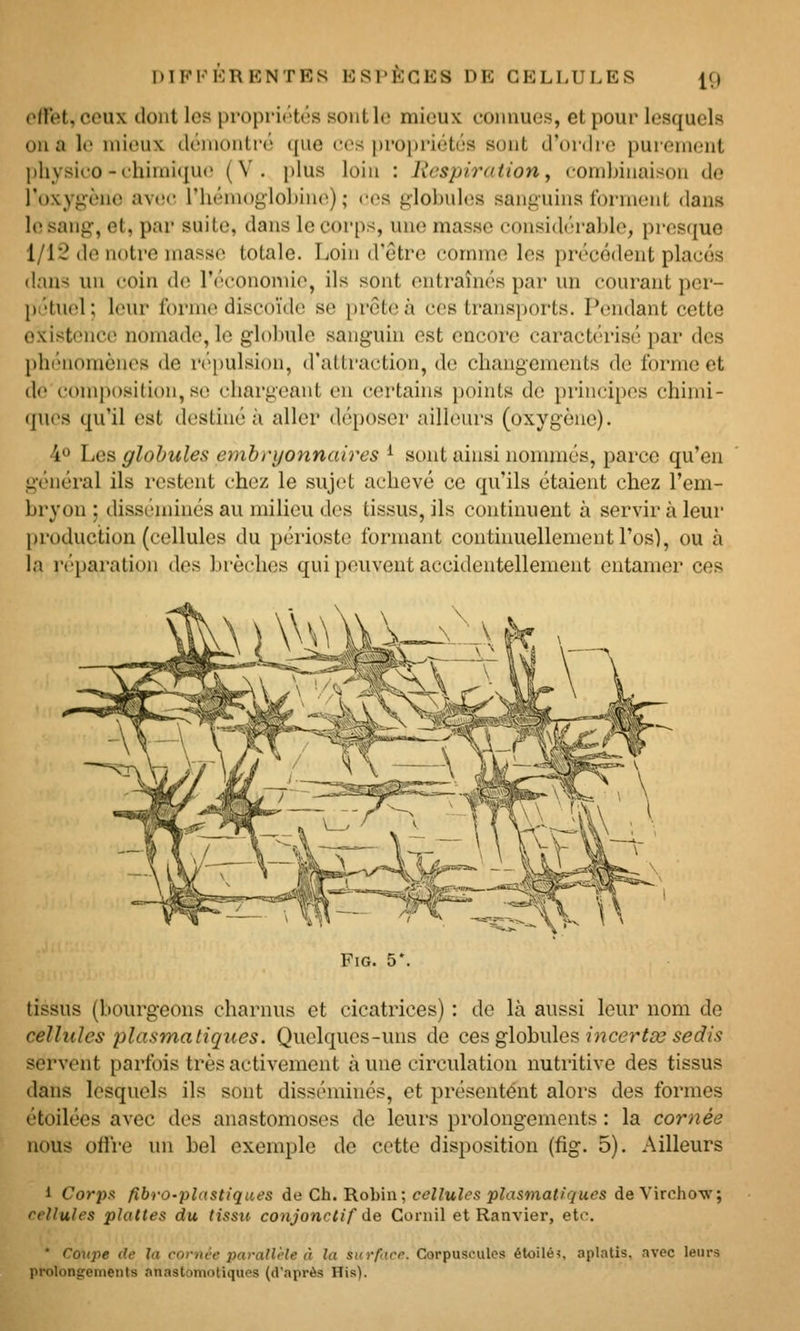 otVeU ceux dont les propriétés sont le mieux connues, et pour lesquels ou a h mieux démontré que ces propriétés sont d'oidro purement pliysic'O-chinnijue (V. i)lus loin : Respiration, comliinaison do l'oxygtMio aY(!c riiéni()glol)ino) ; (m^s globuhîs sanguins forment dans 1(1 sang, et, par suite, dans le corps, une masse considérable, presque 1/12 de notre masse totale. Loin d'être comme les précédent placés dans un coin de l'cV-ononiic, ils sont entraînés par un courant per- pétuel ; leur forme discoïde se prête à ces transports. Pendant cette oxistonco nomade, le globule sanguin est encore caractérisé par des plKMiomènes de ié[)ulsi()n, d'allraction, de changements de forme et de composition, se chargeant en certains points de principes chimi- (]ues qu'il est destiné à aller déposer ailleurs (oxygène). 4» Les globules embryonnaires ^ sont ainsi nommés, parce qu'en général ils restent chez le sujet achevé ce qu'ils étaient chez l'em- bryon ; disséminés au milieu des tissus, ils continuent à servir à leur production (cellules du périoste formant continuellement l'os), ou à la réparation des brèches qui peuvent accidentellement entamer ces -«rAV ^ FiG. 5*. tissus (bourgeons charnus et cicatrices) : de là aussi leur nom de cellules plasma tiques. Quelques-uns de ces glohiÛQs incertce sedis servent parfois très activement à une circulation nutritive des tissus dans lesquels ils sont disséminés, et présentent alors des formes étoilées avec des anastomoses de leurs prolongements : la cornée nous ofl're un bel exemple de cette disposition (fig. 5). Ailleurs 1 Corpx fibro-pldstiques de Ch. Robin; cellules plasmatiques de Virchow; cellules plattes du tissti conjonclif de Coriiil et Ranvier, etc. * Coujte de la cornée parallèle à la surfuce. Corpuscules étoile?, aplatis, avec leurs prolongements anastoniotiqups (d'après His).