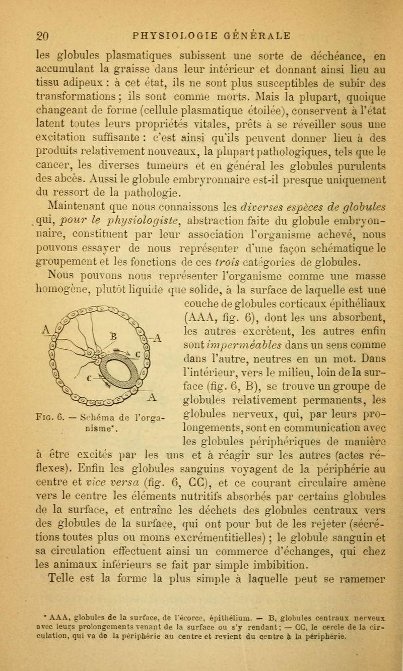 les globules plasmatiques subissent une sorte de déchéance, en accumulant la graisse dans leur intérieur et donnant ainsi lieu au tissu adipeux : à cet état, ils ne sont plus susceptibles de subir des transformations ; ils sont comme morts. Mais la plupart, quoique changeant de forme (cellule plasmatique étoilée), conservent à l'état latent toutes leurs propriétés vitales, prêts à se réveiller sous une excitation suffisante : c'est ainsi qu'ils peuvent donner lieu à des produits relativement nouveaux, la plupart pathologiques, tels que le cancer, les diverses tumeurs et en général les globules purulents des abcès. Aussi le globule embryrounaire est-il presque uniquement du ressort de la pathologie. Maintenant que nous connaissons les diverses espèces de globules qui, pour le physiologiste, abstraction faite du globule embryon- naire, constituent par leur association l'organisme achevé, nous pouvons essayer de nous représenter d'une façon schématique le groupement et les fonctions de ces trois catégories de globules. Nous pouvons nous représenter l'organisme comme une masse homogène, plutôt liquide que sohde, à la surface de laquelle est une couche de globules corticaux épithéliaux (AAA, fig. 6), dont les uns absorbent, les autres excrètent, les autres enfin sont imperméables dans un sens comme dans l'autre, neutres en un mot. Dans l'intérieur, vers le milieu, loin delà sur- face (fig. 6, B), se trouve un groupe de globules relativement permanents, les Fig. g. - s.:héma de l'orga- globules nerveux, qui, par leurs pro- nisrae*. longements, sont en communication avec les globules périphériques de manière à être excités par les uns et à réagir sur les autres (actes ré- flexes). Enfin les globules sanguins voyagent de la périphérie au centre et xice versa (fig. 6, CC), et ce courant circulaire amène vers le centre les éléments nutritifs absorbés par certains globules de la surface, et entraîne les déchets des globules centraux vere des globules de la surface, qui ont pour but de les rejeter (sécré- tions toutes plus ou moms excrémentitielles) ; le globule sanguin et sa circulation effectuent ainsi un commerce d'échanges, qui chez les animaux inférieurs se fait par simple imbibition. Telle est la forme la plus simple à laquelle peut se raraemer ' AAA, globules de la surface, de récorco, épithélium. — B, globules centraux nerveux avec leurs prolongements venant de la surface ou s'y rendant; — CC, le cercle de la cir- culation, qui va de la périphérie au centre et revient du centre à la périphérie.
