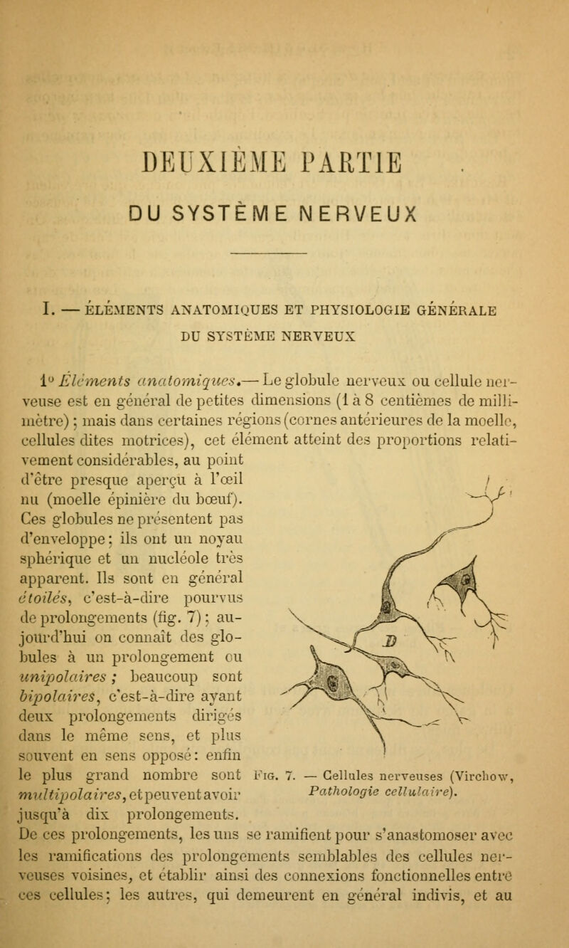 DU SYSTÈME NERVEUX I. —ÉLÉMENTS ANATOMIQUES ET PHYSIOLOGIE GÉNÉRALE DU SYSTÈME NERVEUX i^ Eléments anatomiques»—Le globule ucrveux. ou cellule ner- veuse est en général de petites dimensions (1 à 8 centièmes de milli- mètre) ; mais dans certaines régions (cornes antérieures de la moelle, cellules dites motrices), cet élément atteint des proportions relati- vement considérables, au point d'être presque aperçu à l'œil / nu (moelle épinière du bœuf). Ces globules ne présentent pas d'enveloppe: ils ont un noyau sphéi'ique et un nucléole très apparent. Ils sont en général étoiles^ c'est-à-dire pourvus de prolongements (fig. 7) : au- jourd'hui on connaùt des glo- bules à un prolongement ou unipolaires ; beaucoup sont bipolaires^ c'est-à-dire ayant deux prolongements dirigés dans le même sens, et plus souvent en sens opposé: enfin le plus grand nombre sont m?//^?j)oZa?'re5,etpeuvent avoir jusqu'à dix prolongements. De ces prolongements, les uns se ramifient pour s'anastomoser avec les ramifications des prolongements semblables des cellules nei'- veuses voisines, et établir ainsi des connexions fonctionnelles entre ces cellules; les autres, qui demeurent en général indivis, et au Fig. 7. — Cellules nerveuses (Virchow, Pathologie cellulaire).