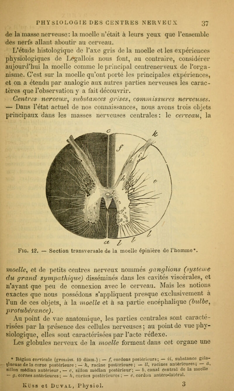 de la masse nerveuse : la moelle n'était à leurs yeux que l'ensemble des nerfs allant aboutir au cerveau. L'étude histologique de l'axe gris de la moelle et les expériences physiologiques de Legallois nous font, au contraire, considérer aujourd'hui la moelle comme le principal centrenerveux de l'orga- nisme. C'est sur la moelle qu'ont porté les principales expériences, et on a étendu par analogie aux autres parties nerveuses les carac- tères que l'observation y a fait découvrir. Centres nerveux^ substances grises, commissures nerveuses. — Dans l'état actuel de nos connaissances, nous avons trois objets principaux dans les masses nerveuses centrales: le cerveau, la et i FiG. 12. — Section transversale de la moelle épinière de l'homme*. moelle, et de petits centres nerveux nommés ganf/lions (système du grand sympathique) disséminés dans les cavités viscérales, et n'ayant que peu de connexion avec le cerveau. Mais les notions exactes que nous possédons s'appliquent presque exclusivement à l'un de ces objets, à la moelle et à sa partie encéphalique (bulbe, protubérance). Au point de vue anatomique, les parties centrales sont caracté- risées par la présence des cellules nerveuses ; au point de vue phy- siologique, elles sont caractérisées par l'acte réflexe. Les globules nerveux de la raoelle forment dans cet organe une * Région cervicale (grossiss. 10 diam.) ; — /, cordons poslériours; — ii, substance géla- tineuse de la corne postérieure;— fe, racine postérieure; — 11^ racines antérieures; — à, sillon médian antérieur,— c, sillon médian postérieur; — b, canal central de la moelle — i7. cornes antérieures ; — /i, cornes postérieures; — e, cordon antéro-latcral. Kùss et DuvAL, Physiol. 