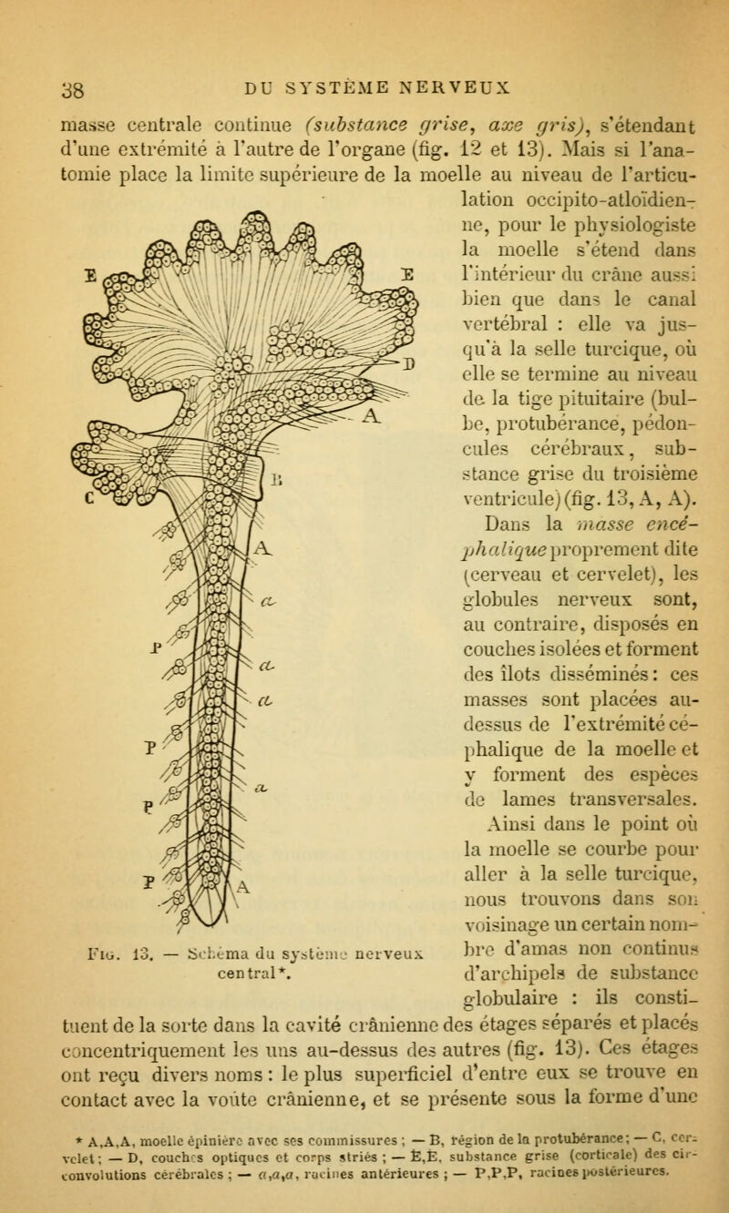 masse centrale continue (substance grise, axe gris), s'étendant d'une extrémité à l'autre de l'organe (fig. 12 et 13). Mais si l'ana- tomie place la limite supérieure de la moelle au niveau de l'articu- lation occipito-atloïdienT ne, pour le physiologiste la moelle s'étend dans rintérieur du crâne aussi ]jien que dans le canal vertébral : elle va jus- qu'à la selle turcique, où elle se termine au niveau de la tige pituitaire (bul- be, protubérance, pédon- cules cérébraux, sub- stance grise du troisième ventricule) (fig. 13, A, A). Dans la niasse encé- 2jhalique iwoT^remeni dite (cerveau et cervelet), les globules nerveux sont, au contraire, disposés en couches isolées et forment des îlots disséminés : ces masses sont placées au- dessus de l'extrémité cé- phalique de la moelle et y forment des espèces de lames transversales. Ainsi dans le point où la moelle se courbe pour aller à la selle turcique, nous trouvons dans son voisinage un certain nom- bre d'amas non continu» d'archipels de substance globulaire : ils consti- tuent de la sorte dans la cavité crânienne des étages séparés et placés concentriquement les uns au-dessus des autres (fig. 13). Ces étages ont reçu divers noms : le plus superficiel d'entre eux se trouve eu contact avec la voûte crânienne, et se présente sous la forme d'une * A.A.A, moelle épinitro avec ses commissures ; — B, région de la protubérance; — C, ccr^ vclet; — D, couchis optiques et corps slriés ; — È,È. substance grise (corticale) des cir- convolutions cérébrales;— fl,a,a, racines antérieui-es ; — P,P,P, racines postérieures. Fio. 13. ScLtma du système' nerveux, central*.