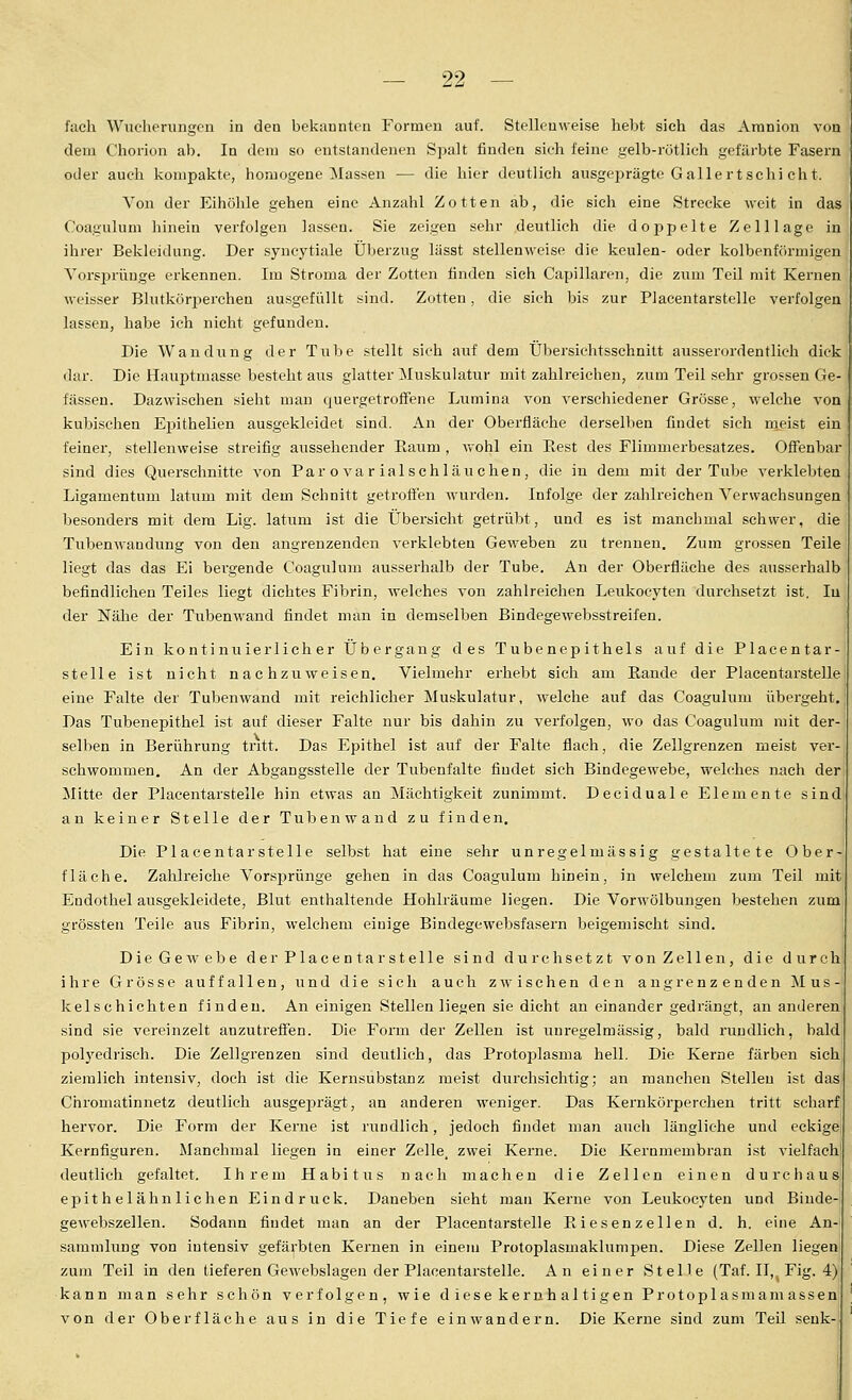 fach Wucherungen in den bekannten Formen auf. Stellenweise hebt sich das Amnion von dem Chorion ab. In dem so entstandenen Spalt finden sich feine gelb-rötlich gefärbte Fasern oder auch kompakte, homogene Massen — die hier deutlich ausgej^rägte Gallertschi cht. Von der Eihölile gehen eine Anzahl Zotten ab, die sich eine Strecke weit in das Coagulum hinein verfolgen lassen. Sie zeigen sehr deutlich die doppelte Zelllage in ihrer Bekleidung. Der syncytiale Überzug lässt stellenweise die keulen- oder kolbenförmigen Yorsprüuge erkennen. Im Stroma der Zotten finden sieh Capillaren, die zum Teil mit Kernen weisser Blutköri^erchen ausgefüllt sind. Zotten, die sich bis zur Placentarstelle verfolgen lassen, habe ich nicht gefunden. Die Wandung der Tube stellt sich auf dem Übei'sichtsschnitt ausserordentlich dick dar. Die Hauptmasse besteht aus glatter Muskulatur mit zahlreichen, zum Teil sehr grossen Ge- fässeu. Dazwischen sieht man quergetroflfene Lumina von verschiedener Grösse, welche von kubischen Ej^ithelien ausgekleidet sind. An der Oberfläche derselben findet sich m.eist ein feiner, stellenweise streifig aussehender Raum , vrohl ein Rest des Flimmerbesatzes. Offenbar sind dies Querschnitte von Par o va r ialschläuchen, die in dem mit der Tube verklebten Ligamentum latum mit dem Schnitt getroffen wurden. Infolge der zahlreichen Verwachsungen besonders mit dem Lig. latum ist die Übersicht getrübt, und es ist manchmal schwer, die TubenAvandung von den angrenzenden verklebten Geweben zu trennen. Zum grossen Teile liegt das das Ei bergende Coagulum ausserhalb der Tube. An der Oberfläche des ausserhalb befindlichen Teiles liegt dichtes Fibrin, welches von zahlreichen Leukocyten durchsetzt ist, lu der Nähe der Tubenwand findet man in demselben Bindegewebsstreifen. Ein kontinuierlicher Übergang des Tubenepithels auf die Placentar- stelle ist nicht nachzuweisen. Vielmehr erhebt sich am Rande der Placentarstelle eine Falte der Tubenwand mit reichlicher Muskulatur, welche auf das Coagulum übergeht. Das Tubenepithel ist auf dieser Falte nur bis dahin zu verfolgen, wo das Coagulum mit der- selben in Berührung tritt. Das Epithel ist auf der Falte flach, die Zellgrenzen meist ver- schwommen. An der Abgangsstelle der Tubenfalte findet sich Bindegewebe, welches nach der Mitte der Placentarstelle hin etwas an Mächtigkeit zunimmt. Deciduale Elemente sind an keiner Stelle der Tubenwand zu finden. Die Placentarstelle selbst hat eine sehr unregelmässig gestaltete Ober- fläche. Zalüreiche Vorsprünge gehen in das Coagulum hinein, in welchem zum Teil mit Endothel ausgekleidete, Blut enthaltende Hohlräume liegen. Die Vorwölbungen bestehen zum grössten Teile aus Fibrin, welchem einige Bindegewebsfasern beigemischt sind. DieGcAvebe der Placentarstelle sind durchsetzt von Zellen, die durch ihre Grösse auffallen, und die sich auch zwischen den angrenzenden Mus-j kelschichten finden. An einigen Stellen liegen sie dicht an einander gedrängt, an anderen sind sie vereinzelt anzutreffen. Die Form der Zellen ist unregelmässig, bald rundlich, bald pol3'edrisch. Die Zellgrenzen sind deutlich, das Protoplasma hell. Die Kerne färben sich ziemlich intensiv, doch ist die Kernsubstanz meist durchsichtig; an manchen Stellen ist das Chromatinnetz deutlich ausgeprägt, an anderen weniger. Das Kernkörperchen tritt scharf! hervor. Die Form der Kerne ist rundlich, jedoch findet man auch längliche und eckige Kernfiguren. Manchmal liegen in einer Zelle, zwei Kerne. Die Kernmembran ist vielfach deutlich gefaltet. Ihrem Habitus nach machen die Zellen einen durchaus: ej)ithelähnliehen Eindruck. Daneben sieht man Kerne von Leukocyten und Binde- gewebszellen. Sodann findet man an der Placentarstelle Riesenzellen d. h. eine An- sammlung von intensiv gefärbten Kernen in einem Protoplasmaklumpen. Diese Zellen liegen zum Teil in den tieferen Gewebslagen der Placentarstelle. An einer Stelle (Taf. II, Fig. 4) kann man sehr schön verfolgen, wie d lese kernh altigen Protoplasmamassen von der Oberfläche aus in die Tiefe einwandern. Die Kerne sind zum Teü senk-