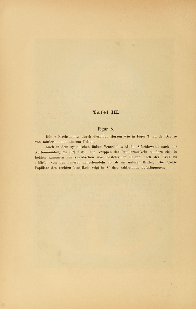 Figur 8. Dünne Flachschnitte durch dieselben Herzen wie in Figur 7, an der Grenze von mittlerem und oberem Drittel. Auch in dem systolischen linken Ventrikel wird die Scheidewand nach der Aortenmündung zu [8^) glatt. Die Gruppen der Papillarmuskeln sondern sich in beiden Kammern am systolischen wie diastolischen Herzen nach der Basis zu schärfer von den inneren Längsbündeln ab als im unteren Drittel. Die grosse Papilläre des rechten Ventrikels zeigt in i^ ihre zahlreichen Befestigungen.