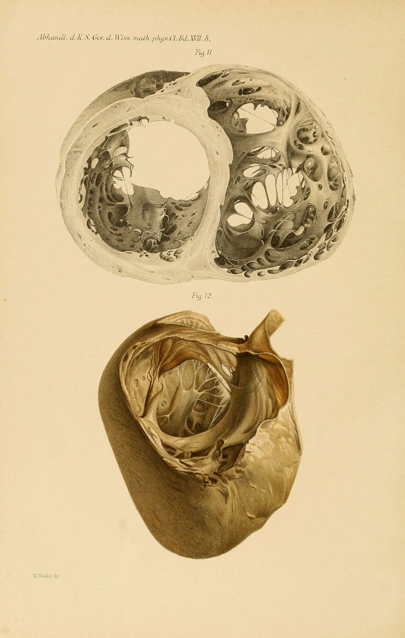 AbluuuU. d.K.S. O'm. d. [I iV.v, niath.phyu.a.Bd.XYlI. 5. Fig.ri. %7i^