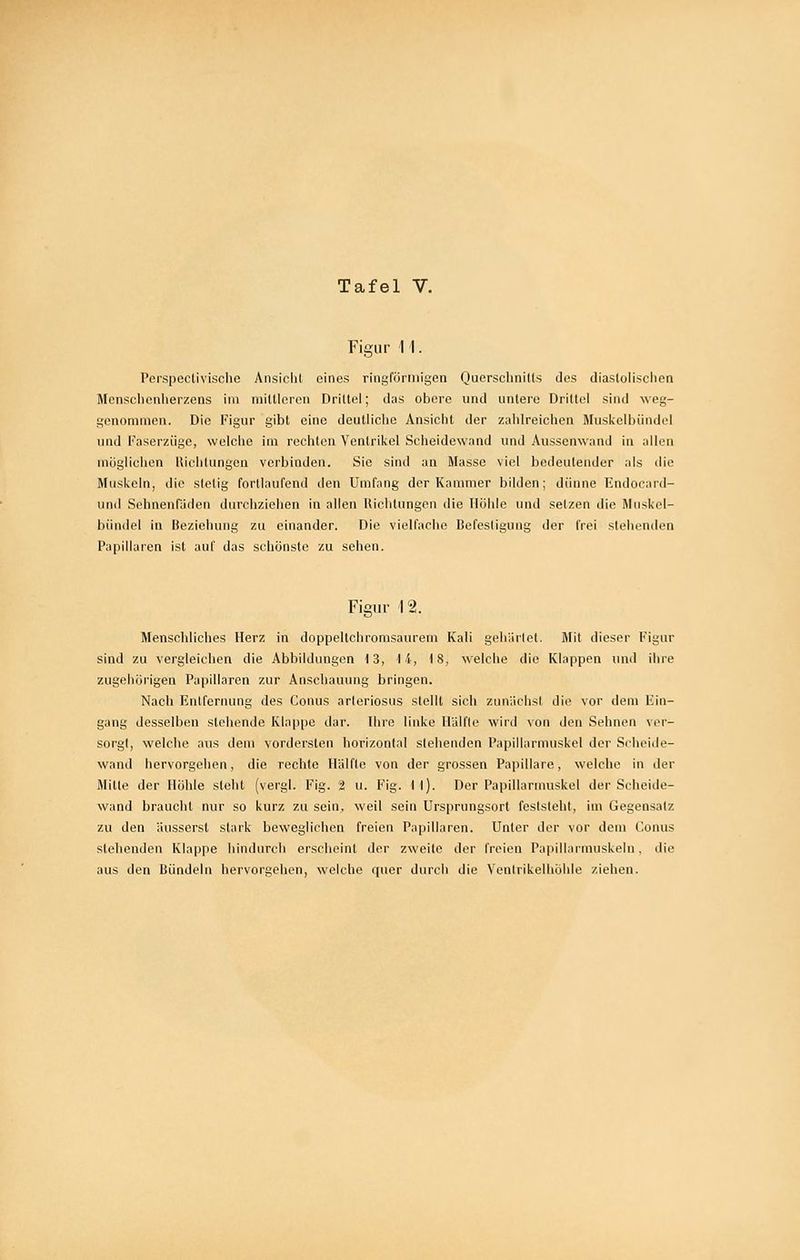 Figur II. Pei'specüvische Ansiclit eines ringförmigen Quersclinills des diastolischen Mensclienlierzens im mittloren Drittel; das obere und untere Drittel sind weg- genommen. Die Figur gibt eine deutliche Ansicht der zahlreichen Muskclbiindel und Faserzüge, welche im rechten Ventrikel Scheidewand und Ausscnwand in allen mögliclien Uichlungen verbinden. Sie sind an Masse viel bedeutender als die Muskeln, die stetig forllaufend den Umfang der Kammer bilden; dünne Endocard- und SehnenPäden durchziehen in allen Richtungen die Höhle und setzen die Muskcl- biindel in Beziehung zu einander. Die vielfache Befestigung der frei stehenden Papillären ist auf das schönste zu sehen. Figur 12. Menschliches Herz in doppeltchromsaureni Kali gehiiilot. i\Iit dieser Figur sind zu vergleichen die Abbildungen 13, 14, 18, welche die Klappen und ihre zugehörigen Papillären zur Anschauung bringen. Nach Entfernung des Conus arleriosus stellt sich zunächst die vor dem Ein- gang desselben stehende Klappe dar. Ihre linke Hälfte wird von den Sehnen ver- sorgt, welche aus dem vordersten horizontal stehenden Papillarmuskel der Scheide- wand hervorgehen, die rechte Hälfte von der grossen Papilläre, welche in der Mitte der Höhle steht (vergl. Fig. 2 u. Fig. H). Der Papillarmuskel der Scheide- wand braucht nur so kurz zu sein, weil sein Ursprungsort feststeht, im Gegensalz zu den äusserst stark beweglichen freien Papillären. Unter der vor dem Conus stehenden Klappe hindurch erscheint der zweite der freien Papillarmuskeln, die aus den Bündeln hervorgehen, welche quer durch die Venirikelhöhle ziehen.