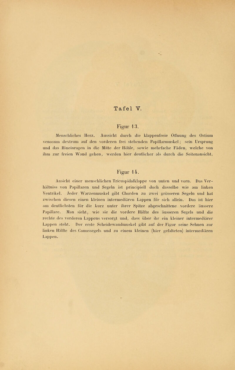 Figur 1 3. Menschliches Herz. Aussicht durch die klappenfreie Öffnung des Ostium venosum dexlrum auf den vorderen frei stehenden Papillarmuskel; sein Ursprung und das Hineinragen in die Mitte der Hölile, sowie mehrfache Fäden, welche von ihm zur freien Wand gehen, werden hier deullicher als durch die Seitenansicht. Figur 14. Ansicht einer menschlichen Tricuspidalklappe von unfen und vorn. Das Ver- hältniss von Papillären und Segeln ist principiell doch dasselbe wie am linken Ventrikel. Jeder Warzenmuskel gibt Chorden zu zwei grösseren Segeln und hat zwischen diesen einen kleinen intermediären Lappen für sich allein. Das ist hier am deullichsten für die kurz unter ihrer Spitze abgeschnittene vordere äussere Papilläre. Man sieht, wie sie die vordere Hälfte des äusseren Segels und die rechte des vorderen Lappens versorgt und, dass über ihr ein kleiner intermediärer Lappen steht. Der erste Scheidewandmuskel gibt auf der Figur seine Sehnen zur linken Hälfte des Conussegels und zu einem kleinen (hier gefalteten) intermediären Lappen.