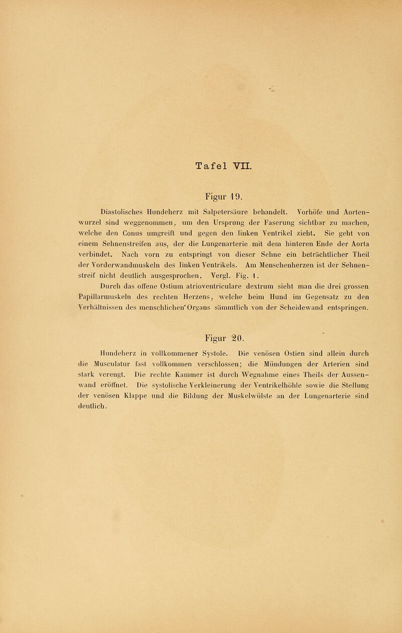 Figur 19. Diastolisches Hundeherz mit Salpetersäure behandelt. Vorhole und Aorten- wurzel sind weggenommen, um den Ursprung der Faserung sichtbar zu machen, welche den Conus umgreift und gegen den linken Ventrikel zieht. Sie geht von einem Sehnenstreifea aus, der die Lungenarterie mit dem hinteren Ende der Aorta verbindet. Nach vorn zu entspringt von dieser Sehne ein beträchtlicher Theil der Vorderwandmuskeln des linken Ventrikels. Am Menschenherzen ist der Sehnen- Streif nicht deutlich ausgesprochen. Vergl. Fig. 1. Durch das olTene Ostium atrioventriculare dextrum sieht man die drei grossen Papillarmuskeln des rechten Herzens, welche beim Hund im Gegensatz zu den Verhältnissen des menschlichen'Organs sämmtllch von der Scheidewand entspringen. Figur 20. Hundeherz in vollkommener Systole. Die venösen Ostlen sind allein durch die Musculatur fast vollkommen verschlossen; die Mündungen der Arterien sind stark verengt. Die rechte Kammer Ist durch Wegnahme eines Theils der Aussen- wand eröffnet. Die systolische Verkleinerung dei' Ventrikelhöhle sowie die Stellung der venösen Klappe und die Bildung der Muskelwülste an der Lungenarterie sind deutlich.