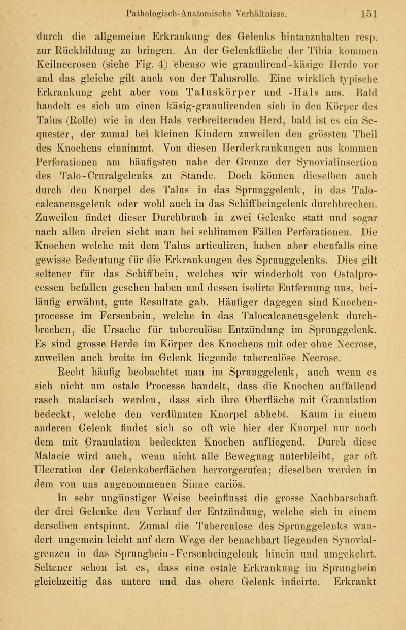 durch die allgemeine Erkrankung des Gelenks hintanzuhalten resp. zur Rückbildung zu bringen. An der Gelenkfläche der Tibia kommen Keihiecrosen (siehe Fig. 4) ebenso wie granulirend-käsige Herde vor und das gleiche gilt auch von der Talusrolle. Eine wirklich typische Erkrankung geht aber vom Taluskörper und -Hals aus. Bald handelt es sich um einen käsig-granulirenden sich in den Körper des Talus (Rolle) wie in den Hals verbreiternden Herd, bald ist es ein Se- quester, der zumal bei kleinen Kindern zuweilen den grössten Theil des Knochens einnimmt. Von diesen Herderkrankungen aus kommen Perforationen am häufigsten nahe der Grenze der Synovialinsertion des Talo-Cruralgeleuks zu Stande. Doch können dieselben auch durch den Knorpel des Talus in das Sprunggelenk, in das Talo- calcaneusgelenk oder wohl auch in das Schiffbeingelenk durchbrechen. Zuweilen findet dieser Durchbruch in zwei Gelenke statt und sogar nach allen dreien sieht man bei schlimmen Fällen Perforationen. Die Knochen welche mit dem Talus articuliren, haben aber ebenfalls eine gewisse Bedeutung für die Erkrankungen des Sprunggelenks. Dies gilt seltener für das Schiffbein, welches wir wiederholt von Ostalpro- cessen befallen gesehen haben und dessen isolirte Entfernung uns, bei- läufig erwähnt, gute Resultate gab. Häufiger dagegen sind Knochen- processe im Fersenbein, welche in das Talocalcaneusgelenk durch- brechen, die Ursache für tuberculöse Entzündung im Sprunggelenk. Es sind grosse Herde im Körper des Knochens mit oder ohne Necrose, zuweilen aucli breite im Gelenk liegende tuberculöse Necrose. Recht häufig beobachtet man im Sprunggelenk, auch wenn es sich nicht um ostale Processe handelt, dass die Knochen auffallend rasch malacisch werden, dass sich ihre Oberfläche mit Granulation bedeckt, welche den verdünnten Knorpel abhebt. Kaum in einem anderen Gelenk findet sich so oft wie hier der Knorpel nur noch dem mit Granulation bedeckten Knochen aufliegend. Durch diese Malacie wird auch, wenn nicht alle Bewegung unterbleibt, gar oft Ulceration der Gelenkoberflächen hervorgerufen; dieselben werden in dem von uns angenommenen Sinne cariös. In sehr ungünstiger Weise beeinflusst die grosse Nachbarschaft der drei Gelenke den Verlauf der Entzündung, welche sich in einem derselben entspinnt. Zumal die Tuberculöse des Sprunggelenks wan- dert ungemein leicht auf dem Wege der benachbart liegenden Synovial- grenzen in das Sprungbein-Fersenbeingelenk hinein und umgekehrt. Seltener schon ist es, dass eine ostale Erkrankung im Sprungbein gleichzeitig das untere und das obere Gelenk inficirte. Erkrankt