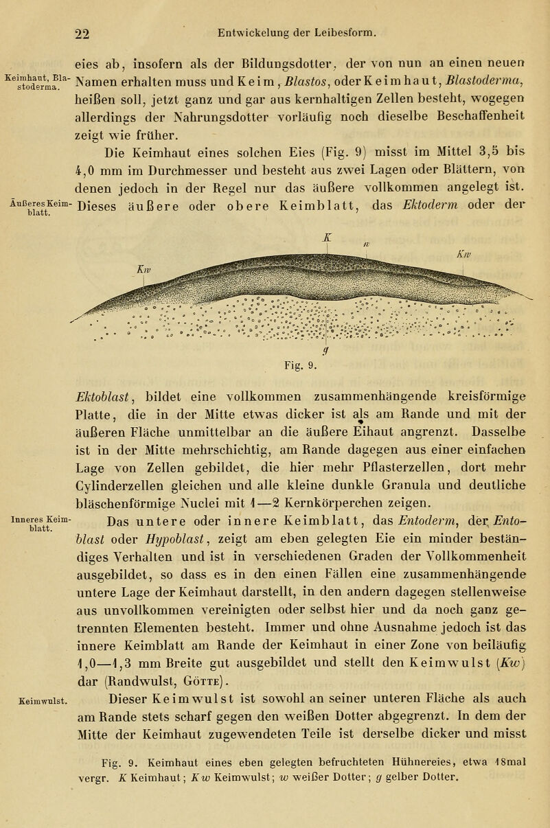 eies ab, insofern als der Bildungsdotter, der von nun an einen neuen KestohdenrmJla Namen erhalten muss und Keim, Blastos, oder K e i m ha u t, Blastoderma, heißen soll, jetzt ganz und gar aus kernhaltigen Zellen besteht, wogegen allerdings der Nahrungsdotter vorläufig noch dieselbe Beschaffenheit zeigt wie früher. Die Keimhaut eines solchen Eies (Fig. 9) misst im Mittel 3,5 bis 4,0 mm im Durchmesser und besteht aus zwei Lagen oder Blättern, von denen jedoch in der Begel nur das äußere vollkommen angelegt ist. ÄußeresKeim-j)jeses äußere oder obere Keimblatt, das Ektoderm oder der h 1 fl.T.t _ ' Eeimwulst. Fig. 9. Ektoblast, bildet eine vollkommen zusammenhängende kreisförmige Platte, die in der Mitte etwas dicker ist als am Bande und mit der äußeren Fläche unmittelbar an die äußere Eihaut angrenzt. Dasselbe ist in der Mitte mehrschichtig, am Bande dagegen aus einer einfachen Lage von Zellen gebildet, die hier mehr Pflasterzellen, dort mehr Cylinderzellen gleichen und alle kleine dunkle Granula und deutliche bläschenförmige Nuclei mit 1—2 Kernkörperchen zeigen. Das untere oder innere Keimblatt, das Entoderm, der. Ento- blast oder Hypoblast, zeigt am eben gelegten Eie ein minder bestän- diges Verhalten und ist in verschiedenen Graden der Vollkommenheit ausgebildet, so dass es in den einen Fällen eine zusammenhängende untere Lage der Keimhaut darstellt, in den andern dagegen stellenweise aus unvollkommen vereinigten oder selbst hier und da noch ganz ge- trennten Elementen besteht. Immer und ohne Ausnahme jedoch ist das innere Keimblatt am Bande der Keimhaut in einer Zone von beiläufig 1,0—1,3 mm Breite gut ausgebildet und stellt den Keimwulst [Kw) dar (Bandwulst, Götte). Dieser Keimwulst ist sowohl an seiner unteren Fläche als auch am Bande stets scharf gegen den weißen Dotter abgegrenzt. In dem der Mitte der Keimhaut zugewendeten Teile ist derselbe dicker und misst Fig. 9. Keimhaut eines eben gelegten befruchteten Hühnereies, etwa 18mal vergr. K Keimhaut; Kw Keimwulst; w weißer Dotter; g gelber Dotter.
