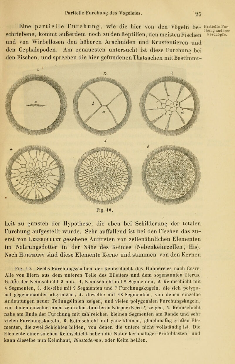 Partielle Furchung des Voseleies. Eine partielle Furchung. wie die hier von den Vöeeln be-Partielle Fur- i-i i n i i i ™ chung anderer schriebene, kommt außerdem noch zu den Reptilien, den meisten Fischen Geschöpfe. und von Wirbellosen den höheren Arachniden und Krustentieren und den Gephalopoden. Am genauesten untersucht ist diese Furchung bei den Fischen, und sprechen die hier gefundenenThatsachen mitBestimmt- «iÄWIlliii, Flg. iti. heit zu gunsten der Hypothese, die oben bei Schilderung der totalen Furchung aufgestellt wurde. Sehr auffallend ist bei den Fischen das zu- erst von Lereboullet gesehene Auftreten von zellenähnlichen Elementen im Nahrungsdotter in der Nähe des Keimes (Nebenkeimzellen, His). Nach Hoffmann sind diese Elemente Kerne und stammen von den Kernen Fig. 10. Sechs Furchungsstadien der Keimschicht des Hühnereies nach Coste. Alle von Eiern aus dem unteren Teile des Eileiters und dem sogenannten Uterus. Größe der Keimschicht 3 mm. 1. Keimschicht mit 2 Segmenten, 2. Keimschicht mit 4 Segmenten, 3. dieselbe mit 9 Segmenten und 7 Furchungskugeln, die sich polygo- nal gegeneinander abgrenzen, 4. dieselbe mit 4 8 Segmenten, von denen einzelne Andeutungen neuer Teilungslinien zeigen, und vielen polygonalen Furchungskugeln. von denen einzelne einen zentralen dunkleren Körper (Kern?) zeigen, 5. Keimschicht nahe am Ende der Furchung mit zahlreichen kleinen Segmenten am Rande und sehr vielen Furchungskugeln, 6. Keimschicht mit ganz kleinen, gleichmaßig großen Ele- menten, die zwei Schichten bilden, von denen die untere nicht vollständig ist. Die Elemente einer solchen Keimschicht haben die Natur kernhaltiger Protoblasten, und kann dieselbe nun Keimhaut, Blastoderma, oder Keim heißen.