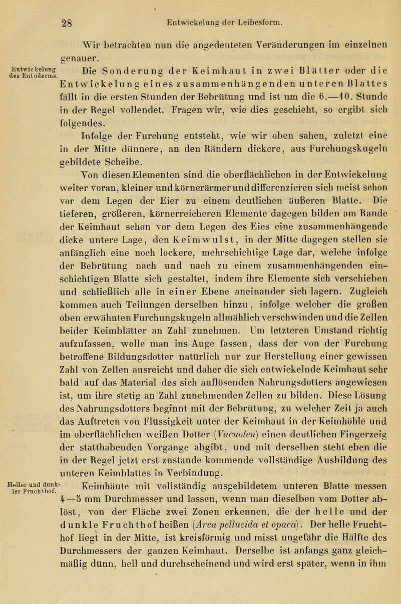 Wir betrachten nun die angedeuteten Veränderungen im einzelnen genauer. Entwickelung Die Sonderuns der Keim haut in zwei Blätter oder die ■des Entoderms. 0 Entwickelung eines zusammenhängenden unteren Blattes fällt in die ersten Stunden der Bebrütung und ist um die 6.—10. Stunde in der Begel vollendet. Fragen wir, wie dies geschieht, so ergibt sich folgendes. Infolge der Furchung entsteht, wie wir oben sahen, zuletzt eine in der Mitte dünnere, an den Rändern dickere, aus Furchungskugeln gebildete Scheibe. Von diesen Elementen sind die oberflächlichen in der Entwickelung weiter voran, kleiner und körnerärmer und differenzieren sich meist schon vor dem Legen der Eier zu einem deutlichen äußeren Blatte. Die tieferen, größeren, körnerreicheren Elemente dagegen bilden am Bande der Keimhaut schon vor dem Legen des Eies eine zusammenhängende dicke untere Lage, den Keimwulst, in der Mitte dagegen stellen sie anfänglich eine noch lockere, mehrschichtige Lage dar, welche infolge der Bebrütung nach und nach zu einem zusammenhängenden ein- schichtigen Blatte sich gestaltet, indem ihre Elemente sich verschieben und schließlich alle in einer Ebene aneinander sich lagern. Zugleich kommen auch Teilungen derselben hinzu, infolge welcher die großen oben erwähnten Furchungskugeln allmählich verschwinden und die Zellen beider Keimblätter an Zahl zunehmen. Um letzteren Umstand richtig aufzufassen, wolle man ins Auge fassen, dass der von der Furchung betroffene Bildungsdotter natürlich nur zur Herstellung einer gewissen Zahl von Zellen ausreicht und daher die sich entwickelnde Keimhaut sehr bald auf das Material des sich auflösenden Nahrungsdotters angewiesen ist, um ihre stetig an Zahl zunehmenden Zellen zu bilden. Diese Lösung des Nahrungsdotters beginnt mit der Bebrütung, zu welcher Zeit ja auch das Auftreten von Flüssigkeit unter der Keimhaut in der Keimhöhle und im oberflächlichen weißen Dotter (Vacuoleri) einen deutlichen Fingerzeig der statthabenden Vorgänge abgibt, und mit derselben steht eben die in der Begel jetzt erst zustande kommende vollständige Ausbildung des unteren Keimblattes in Verbindung. Heiler und dunt- Keimhäute mit vollständig ausgebildetem unteren Blatte messen ler Fruchthof. ~ ° 4—5 mm Durchmesser und lassen, wenn man dieselben vom Dotter ab- löst, von der Fläche zwei Zonen erkennen, die der helle und der dunkle Fruchthof heißen (Area pellucida et opaca). Der helle Frucht- hof liegt in der Mitte, ist kreisförmig und misst ungefähr die Hälfte des Durchmessers der ganzen Keimhaut. Derselbe ist anfangs ganz gleich- mäßig dünn, hell und durchscheinend und wird erst später, wenn in ihm