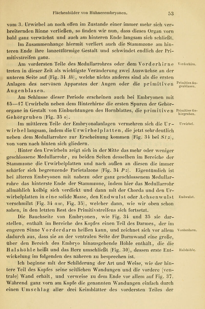 vom 3. Urwirbel an noch offen im Zustande einer immer mehr sich ver- breiternden Rinne verließen, so finden wir nun, dass dieses Organ vorn bald ganz verwächst und auch am hinteren Ende langsam sich schließt. Im Zusammenhange hiermit verliert auch die Stammzone am hin- teren Ende ihre lanzettförmige Gestalt und schwindet endlich der Pri- mitivstreifen ganz. Am vordersten Teile des Medullarrohres oder dem Vorderhirne Torderhim. treten in dieser Zeit als wichtigste Veränderung zwei Auswüchse an der unteren Seite auf (Fig. 34 Ab), welche nichts anderes sind als die ersten Anlagen des nervösen Apparates der Augen oder die primitiven ^nMalet Augenblasen. Am Schlüsse dieser Periode erscheinen auch bei Embryonen mit 15—\ 7 Urwirbeln neben dem Hinterhirne die ersten Spuren der Gehör- organe in Gestalt von Einbuchtungen des Hornblattes, die primitiven Primitive Ge- > hörgruben. Gehörgruben (Fig. 35 o). Im mittleren Teile der Embryonalanlagen vermehren sich die Ur- Urwirbel. wirbel langsam, indem die Ur wir beiplatten, die jetzt sehr deutlich neben dem Medullarrohre zur Erscheinung kommen (Fig. 34 bei Stz), von vorn nach hinten sich gliedern. . Hinter den Urwirbeln zeigt sich in der Mitte das mehr oder weniger geschlossene Medullarrohr, zu beiden Seiten desselben im Bereiche der Stammzone die Urwirbelplatten und nach außen an diesen die immer schärfer sich begrenzende Parietalzone (Fig. 34 P.z). Eigentümlich ist bei älteren Embryonen mit nahezu oder ganz geschlossenem Medullar- rohre das hinterste Ende der Stammzone, indem hier das Medullarrohr allmählich kolbig sich verdickt und dann mit der Chorda und den Ur- wirbelplatten in eine solide Masse, den Endwulst oder Achsenwulst Endwulst. verschmilzt (Fig. 34 aw, Fig. 35), welcher dann, wie wir oben schon sahen, in den letzten Rest des Primitivstreifens sich fortsetzt. Die Bauchseite von Embryonen, wie Fig. 34 und 35 sie dar- stellen, enthält im Bereiche des Kopfes einen Teil des Darmes, der im engeren Sinne Vorderdarm heißen kann, und zeichnet sich vor allem Torderdarm. dadurch aus, dass sie an der ventralen Seite der Darmwand eine große, über den Bereich des Embryo hinausgehende Höhle enthält T die die Hals höhle heißt und das Herz umschließt (Fig. 30), dessen erste Ent- HaishöMe. wückelung im folgenden des näheren zu besprechen ist. Ich beginne mit der Schilderung der Art und Weise, wie der hin- tere Teil des Kopfes seine seitlichen Wandungen und die vordere (\ren- trale) Wand erhält, und verweise zu dem Ende vor allem auf Fig. 37. Während ganz vorn am Kopfe die genannten Wandungen einfach durch einen Umschlag aller drei Keimblätter des vordersten Teiles der