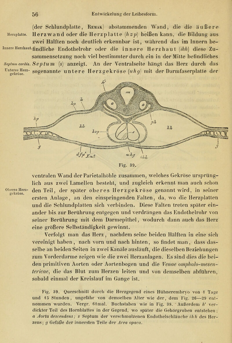 (der Schlundplalte, Remak) abstammenden Wand, die die äußere Heizplatte. Herzwand oder die Herzplatte [hzp) beißen kann, die Bildung aus zwei Hälften noch deutlich erkennbar ist, während das im Innern be- innere Herzhaut.fin(jijche Endothelrohr oder die innere Herzhaut (ihh) diese Zu- sammensetzung noch viel bestimmter durch ein in der Mitte befindliches septumcordis. Septum (s) anzeigt. An der Ventralseite hängt das Herz durch das üntetaSöseerz~ sogenannte untere Herzgekröse (uhg) mit der Darmfaserplatte der Oberes Herz- srekröse. ventralen Wand der Parietalhöhle zusammen, welches Gekröse ursprüng- lich aus zwei Lamellen besteht, und zugleich erkennt man auch schon den Teil, der später oberes Herzgekröse genannt wird, in seiner ersten Anlage, an den einspringenden Falten, da, wo die Herzplatten und die Schlundplatten sich verbinden. Diese Falten treten später ein- ander bis zur Berührung entgegen und verdrängen das Endothelrohr von seiner Berührung mit dem Darmepithel, wodurch dann auch das Herz eine größere Selbständigkeit gewinnt. Verfolgt man das Herz, nachdem seine beiden Hälften in eine sich vereinigt haben, nach vorn und nach hinten, so findet man, dass das- selbe an beiden Seiten in zwei Kanäle ausläuft, die dieselben Beziehungen zum Vorderdarme zeigen wie die zwei Herzanlagen. Es sind dies die bei- den primitiven Aorten oder Aortenbogen und die Venae omphalo-mesen- tericae, die das Blut zum Herzen leiten und von demselben abführen, sobald einmal der Kreislauf im Gange ist. Fig. 39. Querschnitt durch die Herzgegend eines Hühnerembryo von \ Tage und 15 Stunden, ungefähr von demselben Alter wie der, dem Fig. 26—29 ent- nommen wurden. Vergr. Gl mal. Buchstaben wie in Fig. 38. Außerdem h' ver- dickter Teil des Hornblattes in der Gegend, wo später die Gehörgruben entstehen ; a Aorta descendens; s Septum der verschmolzenen Endothelschläuche ihh des Her- zens; g Gefäße der innersten Teile der Area opaca.