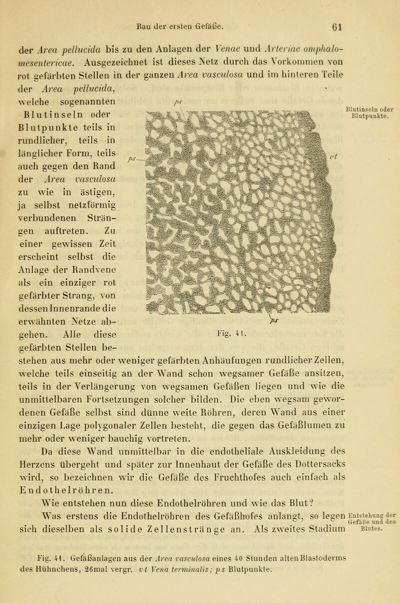 der Area pellucida bis zu den Anlagen der Yenae und Arteriae omphalo- mesentericae. Ausgezeichnet ist dieses Netz durch das Vorkommen von rot gefärbten Stellen in der ganzen Area vasculosa und im hinteren Teile der Area pellucida, welche sogenannten ps Blut in sein oder Blutpunkte teils in :k, rundlicher, teils in ._ % ländlicher Form, teils Blutinseln oder Blutpunkte. ps- ' .. .;>■ >..;;&; Fig. 41. auch gegen den Rand der Area vasculosa zu wie in ästigen, ja selbst netzförmig verbundenen Strän- gen auftreten. Zu einer gewissen Zeit erscheint selbst die Anlage der Randvene als ein einziger rot gefärbter Strang, von dessen Innenrande die erwähnten Netze ab- gehen. Alle diese gefärbten Stellen be- stehen aus mehr oder weniger gefärbten Anhäufungen rundlicher Zellen, welche teils einseitig an der Wand schon wegsamer Gefäße ansitzen, teils in der Verlängerung von wegsamen Gefäßen liegen und wie die unmittelbaren Fortsetzungen solcher bilden. Die eben wegsam gewor- denen Gefäße selbst sind dünne weite Röhren, deren Wand aus einer einzigen Lage polygonaler Zellen besteht, die gegen das Gefäßlumen zu mehr oder weniger bauchig vortreten. Da diese Wand unmittelbar in die endotheliale Auskleidung des Herzens übergeht und später zur Innenhaut der Gefäße des Dottersacks wird, so bezeichnen wir die Gefäße des Fruchthofes auch einfach als Endothelröhren. Wie entstehen nun diese Endothelröhren und wie das Blut? Was erstens die Endothelröhren des Gefäßhofes anlangt, so lesen Entstehung der c 7 ~ Gefäße und des sich dieselben als solide Zellenstränge an. Als zweites Stadium Blutes. Fig. 44. Gefäßanlagen aus der Area vasculosa eines 40 Stunden alten Blastoderms des Hühnchens, 26mal vergr. vt Vena terminalis; ps Blutpunkte.