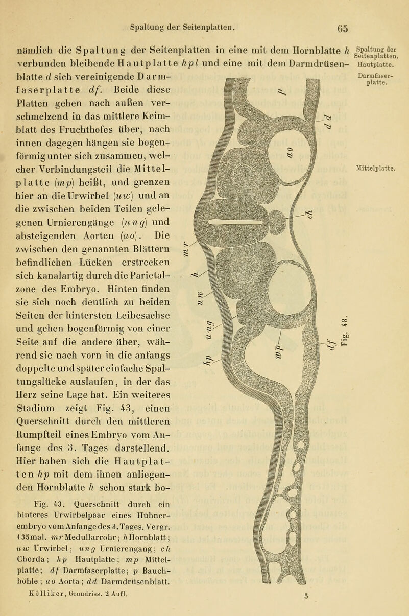 Darmfaser- platte. nämlich die Spaltune der Seitenplatten in eine mit dem Hornblatte h Spaltung der 10 * Seitenplatten. verbunden bleibende Hautplatte hpl und eine mit dem Darmdrüsen- Hautplatte. blatte d sich vereinigende Darm- faserplatte df. Beide diese Platten gehen nach außen ver- schmelzend in das mittlere Keim- blatt des Fruchthofes über, nach innen dagegen hangen sie bogen- förmigunter sich zusammen, wel- cher Verbindungsteil die Mittel- platte (mp) heißt, und grenzen hier an dieUrwirbel (uw) und an die zwischen beiden Teilen gele- genen Urnierengänge (ung) und absteigenden Aorten (ao). Die zwischen den genannten Blättern befindlichen Lücken erstrecken sich kanalartig durch die Parietal- zone des Embryo. Hinten finden sie sich noch deutlich zu beiden Seilen der hintersten Leibesachse und gehen bogenförmig von einer Seite auf die audere über, wäh- H—^ rend sie nach vorn in die anfangs doppelte und spät er einfache Spal- tungslücke auslaufen, in der das Herz seine Lage hat. Ein weiteres Stadium zeigt Fig. 43, einen Querschnitt durch den mittleren Bumpfteil eines Embryo vom An- fange des 3. Tages darstellend. Hier haben sich die Hautplat- ten hp mit dem ihnen anliegen- den Hornblatte h schou stark bo- Fig. 43. Querschnitt durch ein hinteres Urwirbelpaar eines Hühner- embryo vom Anfange des 3. Tages. Vergr. 135mal. mrMedullarrohr; hHornblatt; uw Urwirbel; ung Urnierengang; ch Chorda; hp Hautplatte; mp Mittel- platte; df Darmfaserplatte; p Bauch- höhle; ao Aorta; dd Darmdrüsenblatt. Kölliker, Grundriss. 2 Aufl.