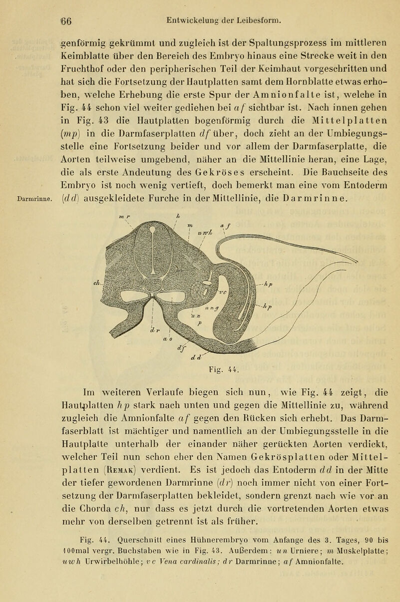 Darmrinne. .genförmig gekrümmt und zugleich ist der Spaltungsprozess im mittleren Keimblatte über den Bereich des Embryo hinaus eine Strecke weit in den Fruchthof oder den peripherischen Teil der Keimhaut vorgeschritten und hat sich die Fortsetzung der Hautplatten samt dem Hornblatte etwas erho- ben, welche Erhebung die erste Spur der Amnionfalte ist, welche in Fig. 44 schon viel weiter gediehen bei af sichtbar ist. Nach innen gehen in Fig. 43 die Hautplatten bogenförmig durch die Mittelplatten (mp) in die Darmfaserplatlen df über, doch zieht an der Umbiegungs- stelle eine Fortsetzung beider und vor allem der Darmfaserplatte, die Aorten teilweise umgebend, näher an die Mittellinie heran, eine Lage, die als erste Andeutung des Gekröses erscheint. Die Bauchseite des Embryo ist noch wenig vertieft, doch bemerkt man eine vom Entoderm [dd) ausgekleidete Furche in der Mittellinie, die Darm rinne. drl' Fie. 44. Im weiteren Verlaufe biegen sich nun, wie Fig. 44 zeigt, die Hautplatten hp stark nach unten und gegen die Mittellinie zu, während zugleich die Amnionfalte af gegen den Bücken sich erhebt. Das Darm- faserblatt ist mächtiger und namentlich an der Umbiegungsstelle in die Hautplatte unterhalb der einander näher gerückten Aorten verdickt, welcher Teil nun schon eher den Namen Gekrösplatten oder Mittel- platten (Remak) verdient. Es ist jedoch das Entoderm dd in der Mitte der tiefer gewordenen Darmrinne (dr) noch immer nicht von einer Fort- setzung der Darmfaserplatten bekleidet, sondern grenzt nach wie vor an die Chorda c/i, nur dass es jetzt durch die vortretenden Aorten etwas mehr von derselben getrennt ist als früher. Fig. 44. Querschnitt eines Hühnerembryo vom Anfange des 3. Tages, 90 bis 400mal vergr. Buchstaben wie in Fig. 43. Außerdem: wwUrniere; m Muskelplatte; uwh Urwirbelhöhle; vc Vena cardinaUs; dr Darmrinne; af Amnionfalte.