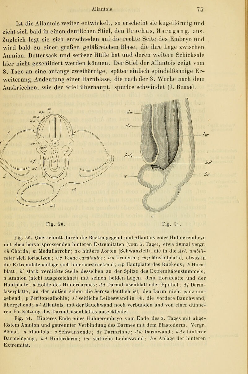 Ist die Allantois weiter entwickelt, so erscheint sie kugelförmig und zieht sich bald in einen deutlichen Stiel, den Urachus, Harngang, aus. Zugleich legt sie sich entschieden auf die rechte Seite des Embryo und wird bald zu einer großen gefäßreichen Blase, die ihre Lage zwischen Amnion, Dottersack und seröser Hülle hat und deren weitere Schicksale hier nicht geschildert werden können. Der Stiel der Allantois zeigt vom 8. Tage an eine anfangs zweihörnige, später einfach spindelförmige Er- weiterung, Andeutung einer Harnblase, die nach der 3. Woche nach dem Auskriechen, wie der Stiel überhaupt, spurlos schwindet (J. Budge) . Fig. 50. Fig. 54, Fig. 50. Querschnitt durch die Beckengegend und Allantois eines Hühnerembryo mit eben hervorsprossenden hinteren Extremitäten (vom 5. Tage), etwa 30mal vergr. ch Chorda; m Medullarrohr; ao hintere Aorten (Schwanzteil), die in die Art. umbili- cales sich fortsetzen ; v c Venae cardinales; «wUrnieren; mp Muskelplatte, etwas in die Extremitätenanlage sich hineinerstreckend; np Hautplatte des Rückens; h Horn- blatt; N stark verdickte Stelle desselben an der Spitze des Extremitätenstummels; a Amnion (nicht ausgezeichnet) mit seinen beiden Lagen, dem Hornblatte und der Hautplatte; d Höhle des Hinterdarmes; dd Darmdrüsenblatt oder Epithel; df Darm- faserplatte, an der außen schon die Serosa deutlich ist, den Darm nicht ganz um- gebend ; p Peritonealhöhle; sl seitliche Leibeswand in vb, die vordere Bauchwand, übergehend; al Allantois, mit der Bauchwand noch verbunden und von einer dünne- ren Fortsetzung des Darmdrüsenblattes ausgekleidet. Fig. 54. Hinteres Ende eines Hühnerembryo vom Ende des 3. Tages mit abge- löstem Amnion und getrennter Verbindung des Darmes mit dem Blastoderm. Vergr. 20mal. a Allantois ; s Schwänzende ; dr Darmrinne; dw Darmwand ; hde hinterer Darmeingang; hd Hinterdarm; liv seitliche Leibeswand; he Anlage der hinteren Extremität.