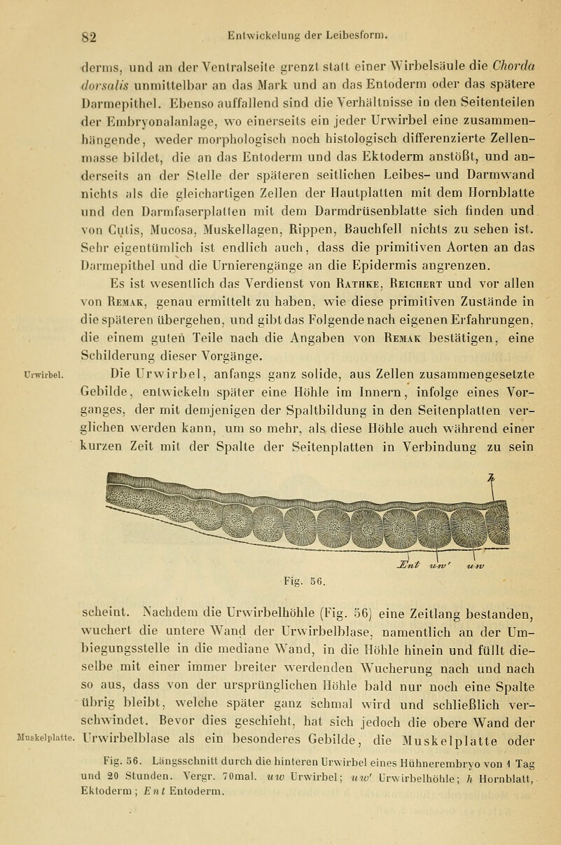 derms, und an der Ventralseite grenzt statt einer Wirbelsäule die Chorda dorsalis unmittelbar an das Mark und an das Entoderm oder das spätere Darmepithel. Ebenso auffallend sind die Verhältnisse in den Seitenteilen der Embryonalanlage, wo einerseits ein jeder Urwirbel eine zusammen- hängende, weder morphologisch noch histologisch differenzierte Zellen- masse bildet, die an das Entoderm und das Ektoderm anstößt, und an- derseits an der Stelle der späteren seitlichen Leibes- und Darmwand nichts als die gleichartigen Zellen der Hautplatten mit dem Hornblatte und den Darmfaserplatten mit dem Darmdrüsenblatte sich finden und von Cutis, Mucosa, Muskellagen, Rippen, Bauchfell nichts zu sehen ist. Sehr eigentümlich ist endlich auch, dass die primitiven Aorten an das Darmepithel und die Urnierengänge an die Epidermis angrenzen. Es ist wesentlich das Verdienst von Rathke, Reichert und vor allen von Remak, genau ermittelt zu haben, wie diese primitiven Zustände in die späteren übergehen, und gibt das Folgendenach eigenen Erfahrungen, die einem guten Teile nach die Angaben von Remak bestätigen, eine Schilderung dieser Vorgänge. Urwirbei. Die Urwirbel, anfangs ganz solide, aus Zellen zusammengesetzte Gebilde, entwickeln später eine Höhle im Innern, infolge eines Vor- ganges, der mit demjenigen der Spaltbildung in den Seitenplatten ver- glichen werden kann, um so mehr, als diese Höhle auch während einer kurzen Zeit mit der Spalte der Seitenplatten in Verbindung zu sein Fig. 56. scheint. Nachdem die Urwirbelhöhle (Fig. 56) eine Zeitlang bestanden, wuchert die untere Wand der Urwirbelblase, namentlich an der Um- biegungsstelle in die mediane Wand, in die Höhle hinein und füllt die- selbe mit einer immer breiter werdenden Wucherung nach und nach so aus, dass von der ursprünglichen Höhle bald nur noch eine Spalte übrig bleibt, welche später ganz schmal wird und schließlich ver- schwindet. Bevor dies geschieht, hat sich jedoch die obere Wand der Musiveipiatte. Urwirbelblase als ein besonderes Gebilde, die Muskelplatte oder Fig. 56. Längsschnitt durch die hinteren Urwirbel eines Hühnerembryo von 1 Tag und 20 Stunden. Vergr. 70mal. uw Urwirbel; uw' Urwirbelhöhle; h Hornblatt, Ektoderm; Ent Entoderm.