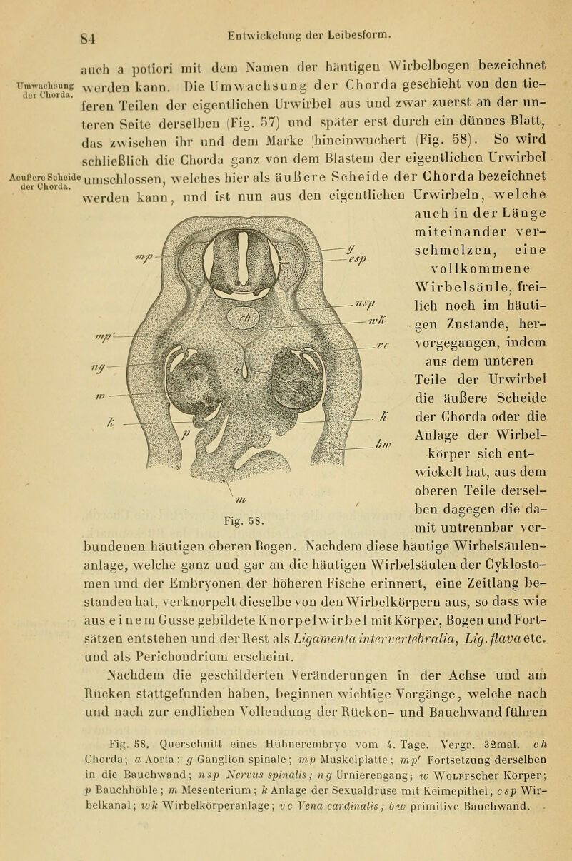 1 \ ~esP ;iueh a potiori mit dem Namen der häutigen Wirbelbogen bezeichnet Umwachsung «Verden kann. Die Umwachsung der Chorda geschieht von den tie- ilcT Chorda. , j feren Teilen der eigentlichen Urwirbel aus und zwar zuerst an der un- teren Seite derselben (Fig. 57) und später erst durch ein dünnes Blatt, das zwischen ihr und dem Marke hineinwuchert (Fig. 58). So wird schließlich die Chorda ganz von dem Blastem der eigentlichen Urwirbel Aei.ikrescheideumsci1iossen, welches hier als äußere Scheide der Chorda bezeichnet der Chorda. . . werden kann, und ist nun aus den eigentlichen Urwirbeln, welche auch in der Länge miteinander ver- schmelzen, eine vollkommene Wirbelsäule, frei- lich noch im häuti- gen Zustande, her- vorgegangen, indem aus dem unteren Teile der Urwirbel die äußere Scheide der Chorda oder die Anlage der Wirbel- körper sich ent- wickelt hat, aus dem oberen Teile dersel- ben dagegen die da- mit untrennbar ver- .11 sp IV II Fig. 38. bundenen häutigen oberen Bogen. Nachdem diese häutige Wirbelsäulen- anlage, welche ganz und gar an die häutigen Wirbelsäulen der Cyklosto- men und der Embryonen der höheren Fische erinnert, eine Zeitlang be- standen hat, verknorpelt dieselbe von den Wirbelkörpern aus, so dass wie aus einem Gusse gebildete Knorpelwirbel mit Körper, Bogen und Fort- sätzen entstehen und der Best als Ligamenta intervertebralia, Lig. flava etc. und als Perichondrium erscheint. Nachdem die geschilderten Veränderungen in der Achse und am Bücken stattgefunden haben, beginnen wichtige Vorgänge, welche nach und nach zur endlichen Vollendung der Bücken- und Bauchwand führen Fig. 58. Querschnitt eines Hühnerembryo vom 4. Tage. Vergr. 32mal. ch Chorda; a Aorta; g Ganglion spinale; mp Muskelplatte; mp' Fortsetzung derselben in die Bauchwand; nsp Nervus spinalis; ng ürnierengang; w WoLFFScher Körper; p Bauchhöhle ; m Mesenterium ; k Anlage der Sexualdrüse mit Keimepithel; csp Wir- belkanal ; ivk Wirbelkörperanlage; vc Vena cardinalis; bw primitive Bauchwand. -