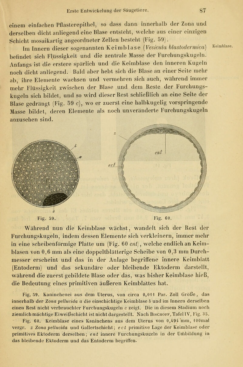 einem einfachen Pflasterepithel, so dass dann innerhalb der Zona und derselben dicht anliegend eine Blase entsieht, welche aus einer einzigen Schicht mosaikartig angeordneter Zellen besteht (Fig. 59). Im Innern dieser sogenannten Keimblase (Vesicula blastodermica) befindet sich Flüssigkeit und die zentrale Masse der Furchungskugeln. Anfangs ist die erstere spärlich und die Keimblase den inneren Kugeln noch dicht anliegend. Bald aber hebt sich die Blase an einer Seite mehr ab, ihre Elemente wachsen und vermehren sich auch, während immer mehr Flüssigkeit zwischen der Blase und dem Beste der Furchungs- kugeln sich bildet, und so wird dieser Best schließlich an eine Seite der Blase gedrängt (Fig. 59 c), wo er zuerst eine halbkugelig vorspringende Masse bildet anzusehen sind. Keimblase. deren Elemente als noch unveränderte Furchungskugeln )<f eck I i 'V J Fig. 59. Fig. 60. Während nun die Keimblase wächst, wandelt sich der Best der Furchungskugeln, indem dessen Elemente sich verkleinern, immer mehr in eine scheibenförmige Platte um (Fig. 60 ent), welche endlich an Keim- blasen von 0,6 mm als eine doppeltblätterige Scheibe von 0,3 mm Durch- messer erscheint und das in der Anlage begriffene innere Keimblatt (Entoderm) und das sekundäre oder bleibende Ektoderm darstellt, während die zuerst gebildete Blase oder das, was bisher Keimblase hieß, die Bedeutung eines primitiven äußeren Keimblattes hat. Fig. 59. Kaninchenei aus dem Uterus, von circa 0,011 Par. Zoll Größe, das innerhalb der Zona pellucida a die einschichtige Keimblase b und im Innern derselben einen Rest nicht verbrauchter Furchungskugeln c zeigt. Die in diesem Stadium noch ziemlich mächtige Eiweißschicht ist nicht dargestellt. Nach Bischoff, Tafel IV, Fig. 35. Fig. 60. Keimblase eines Kaninchens aus dem Uterus von 0,494'mm, -lOOmal vergr. z Zona pellucida und Gallertschicht.; ect primitive Lage der Keimblase oder primitives Ektoderm derselben; ent innere Furchungskugeln in der Umbildung in das bleibende Ektoderm und das Entoderm begriffen.