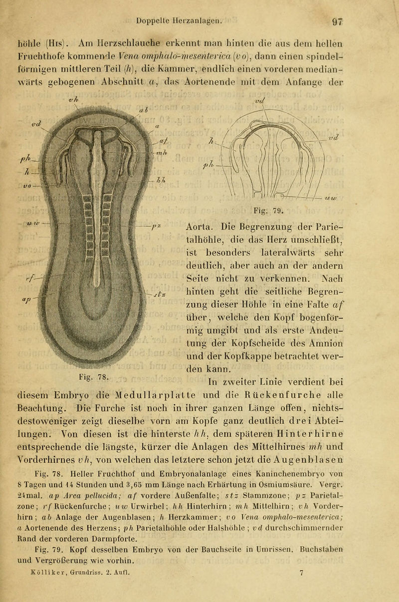 höhle (His). Am Herzschlauche erkennt man hinten die aus dem hellen Fruchthofe kommende Vena omphalo-mesenterica (vo), dann einen spindel- förmigen mittleren Teil (A), die Kammer, endlich einen vorderen median- wärts gebogenen Abschnitt a, das Aortenende mit dem Anfange der ab l —f>; '■f- ap ph I 1 Fig. 79. Aorta. Die Begrenzung der Parie- talhöhle, die das Herz umschließt, ist besonders lateralwärts sehr deutlich, aber auch an der andern Seite nicht zu verkennen. Nach hinten geht die seitliche Begren- zung dieser Höhle in eine Falte af über, welche den Kopf bogenför- mig umgibt und als erste Andeu- tung der Kopfscheide des Amnion und der Kopfkappe betrachtet wer- den kann. In zweiter Linie verdient bei diesem Embryo die Medullarplatte und die Rückenfurche alle Beachtung. Die Furche ist noch in ihrer ganzen Länge offen, nichts- destoweniger zeigt dieselbe vorn am Kopfe ganz deutlich drei Abtei- lungen. Von diesen ist die hinterste hh, dem späteren Hinterhirne entsprechende die längste, kürzer die Anlagen des Mittelhirnes mh und Vorderhirnes vh, von welchen das letztere schon jetzt die Augenblasen Fig. 78. Heller Fruchthof und Embryonalanlage eines Kaninchenembryo von 8 Tagen und 4 4 Stunden und 3,65 mm Länge nach Erhärtung in Osmiumsäure. Vergr. 24mal. ap Area pellucida; af vordere Außenfalte; stz Stammzone; pz Parietal- zone; rf Rückenfurche; uw Urwirbel; hh Hinterhirn; mh Mittelhirn; vh Vorder- hirn; ab Anlage der Augenblasen; h Herzkammer; vo Vena omphalo-mesenterica; a Aortenende des Herzens; ph Parietalhöhle oder Halshöhle ; vd durchschimmernder Rand der vorderen Darmpforte. Fig. 79. Kopf desselben Embryo von der Bauchseite in Umrissen. Buchstaben und Vergrößerung wie vorhin. Kölliker, Grundriss. 2. Aufl. 7